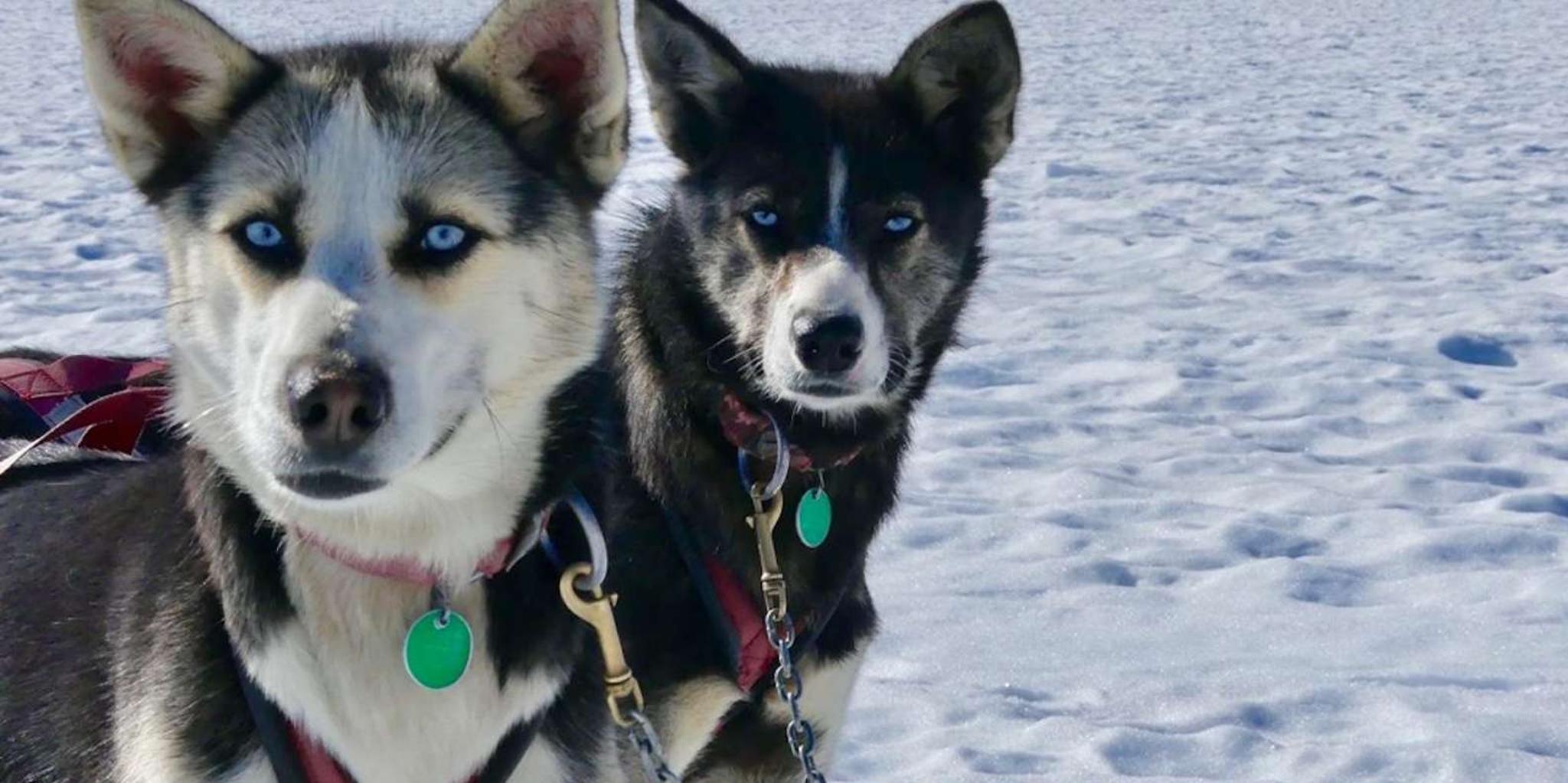 Seward Helicopter Glacier Dog Sledding Adventure 1.5 hr - Image 3