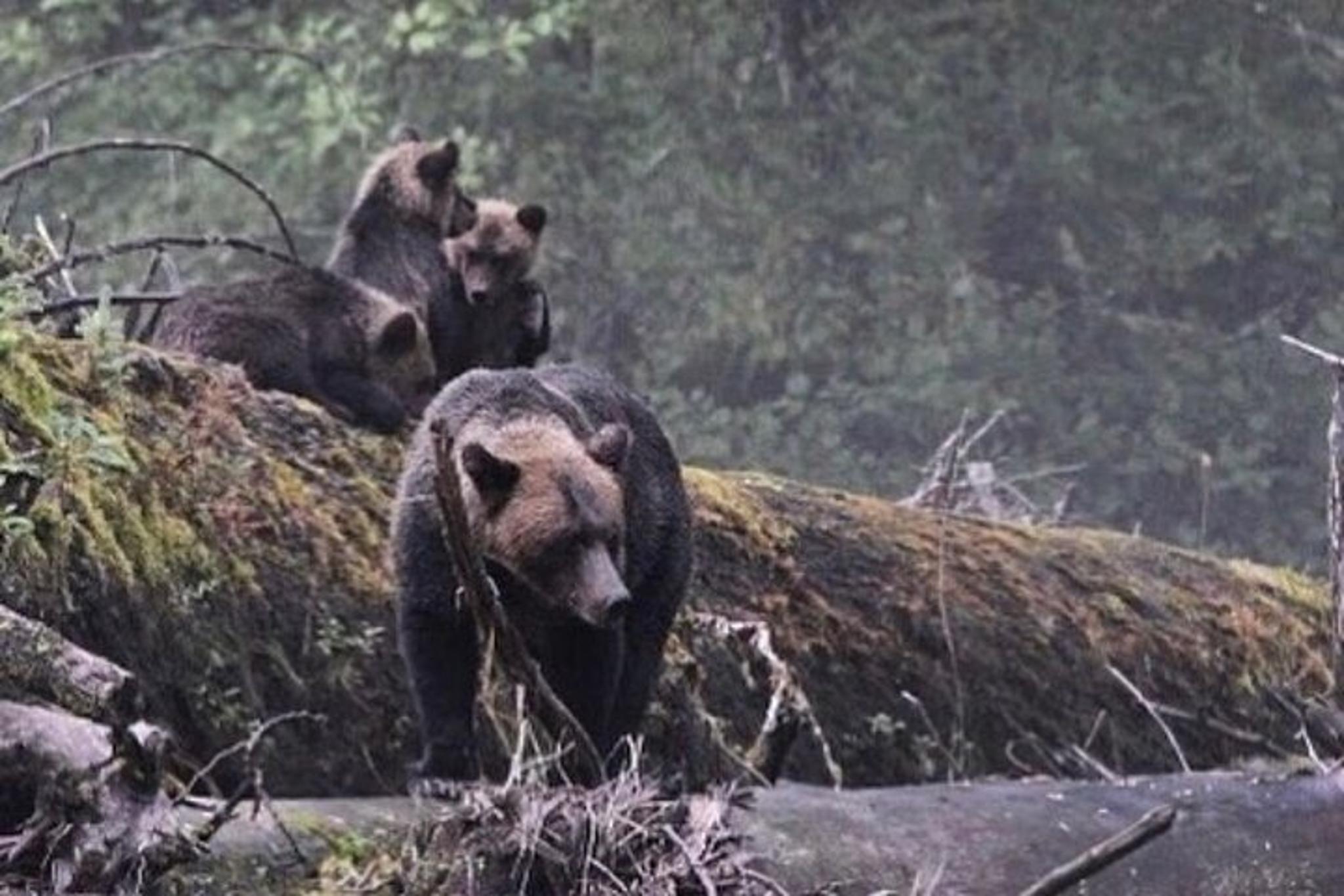 Ketchikan Wildlife and Historical Tour 2 hr - Image 2
