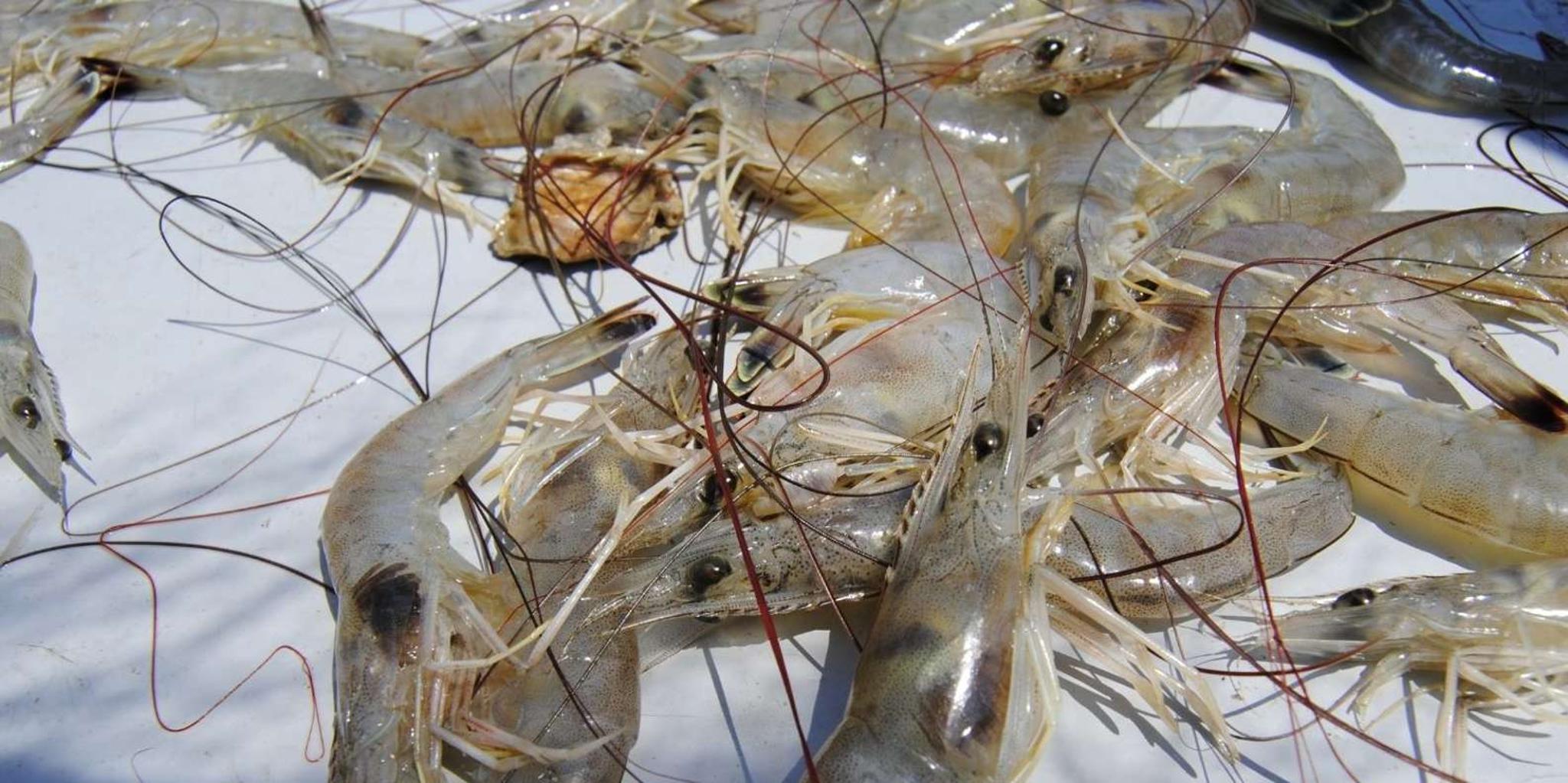 Hilton Head Shrimp Trawling Boat Tour - Image 3