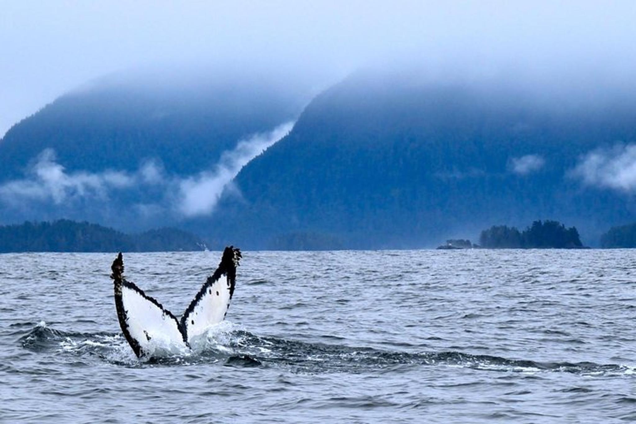 Sitka Whale Watching and Marine Wildlife Tour