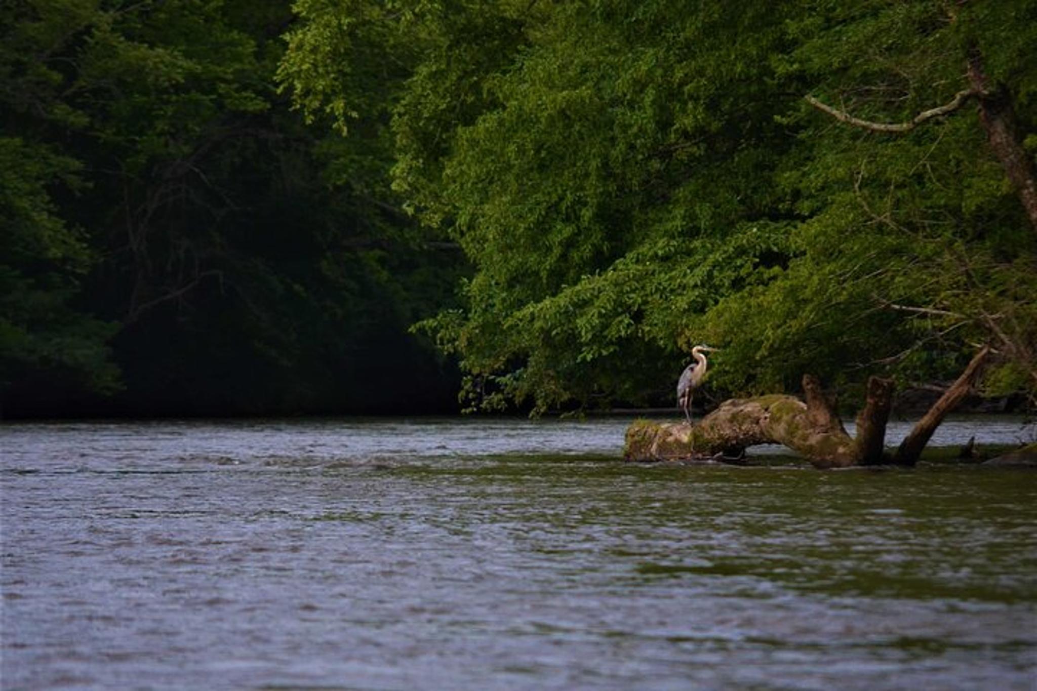 Asheville Self-Guided Kayaking by the Biltmore - Image 5