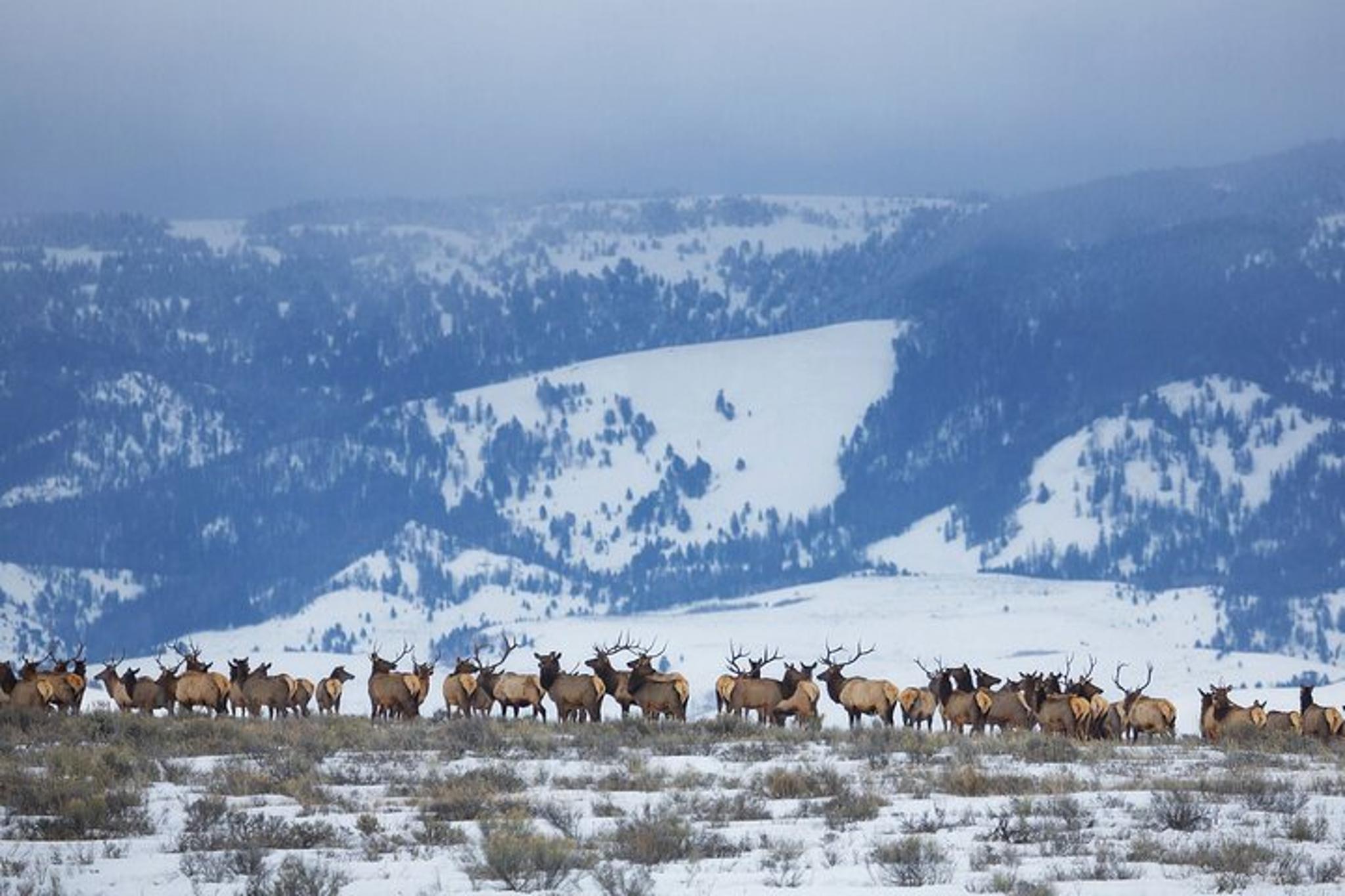 Jackson Hole Winter Wildlife Safari with Picnic Lunch - Image 5