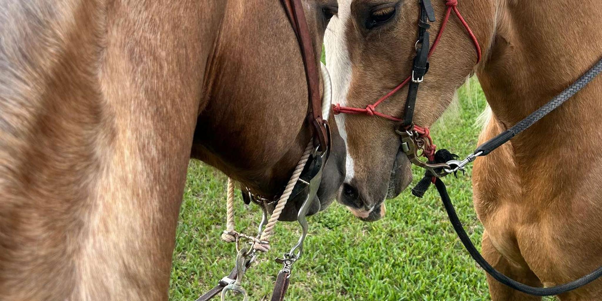 Miami Horse Photoshoot Experience - Image 6