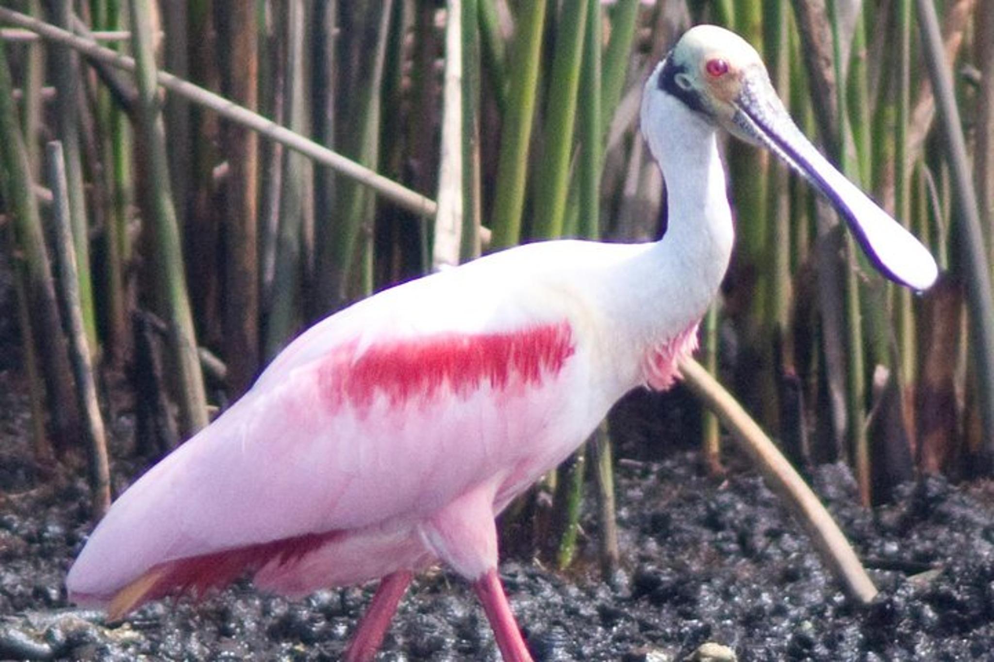 Everglades Boating and Walking Tour - Image 6