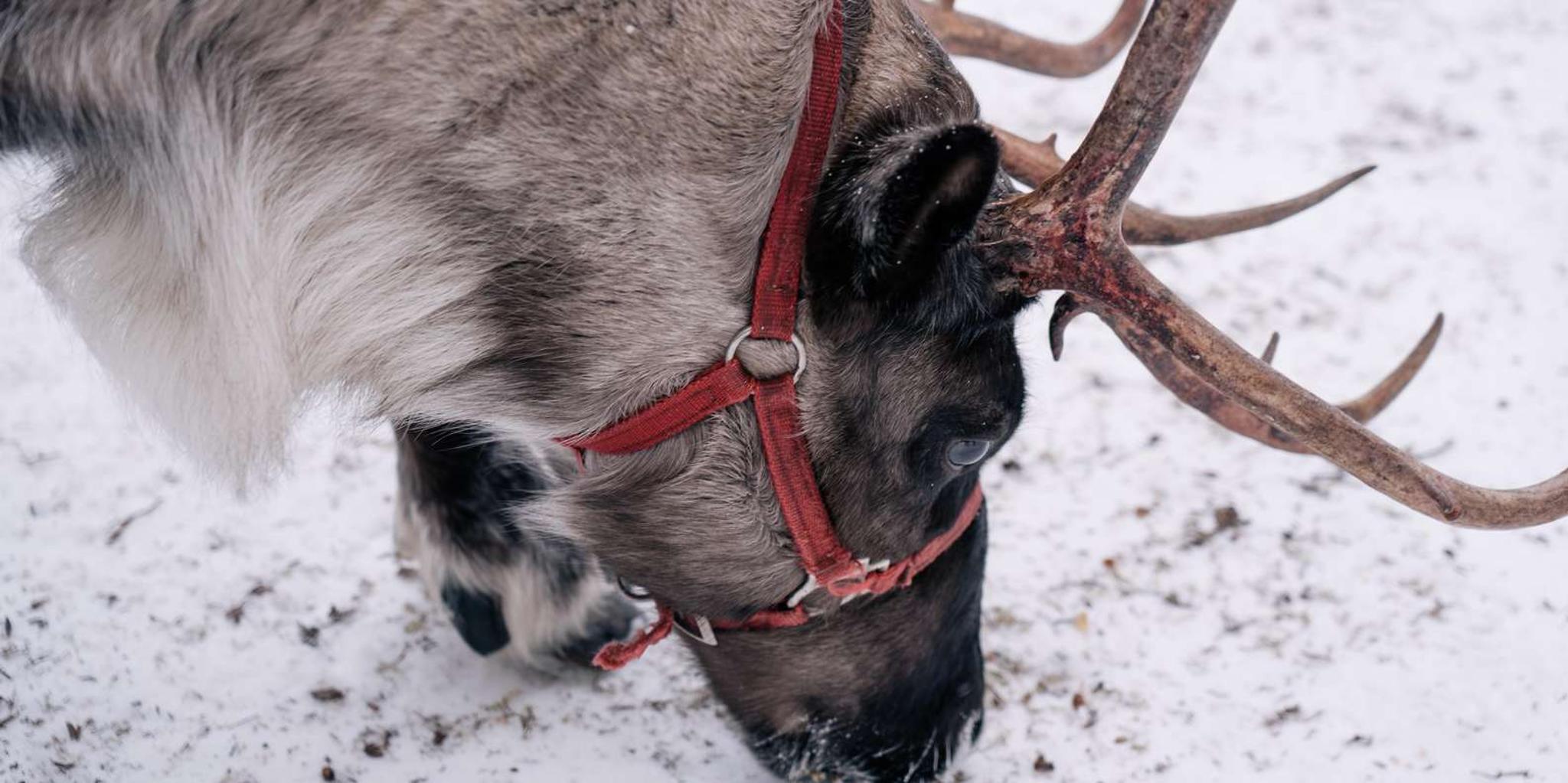 Fairbanks Reindeer Walk with Transportation 4 hr - Image 6