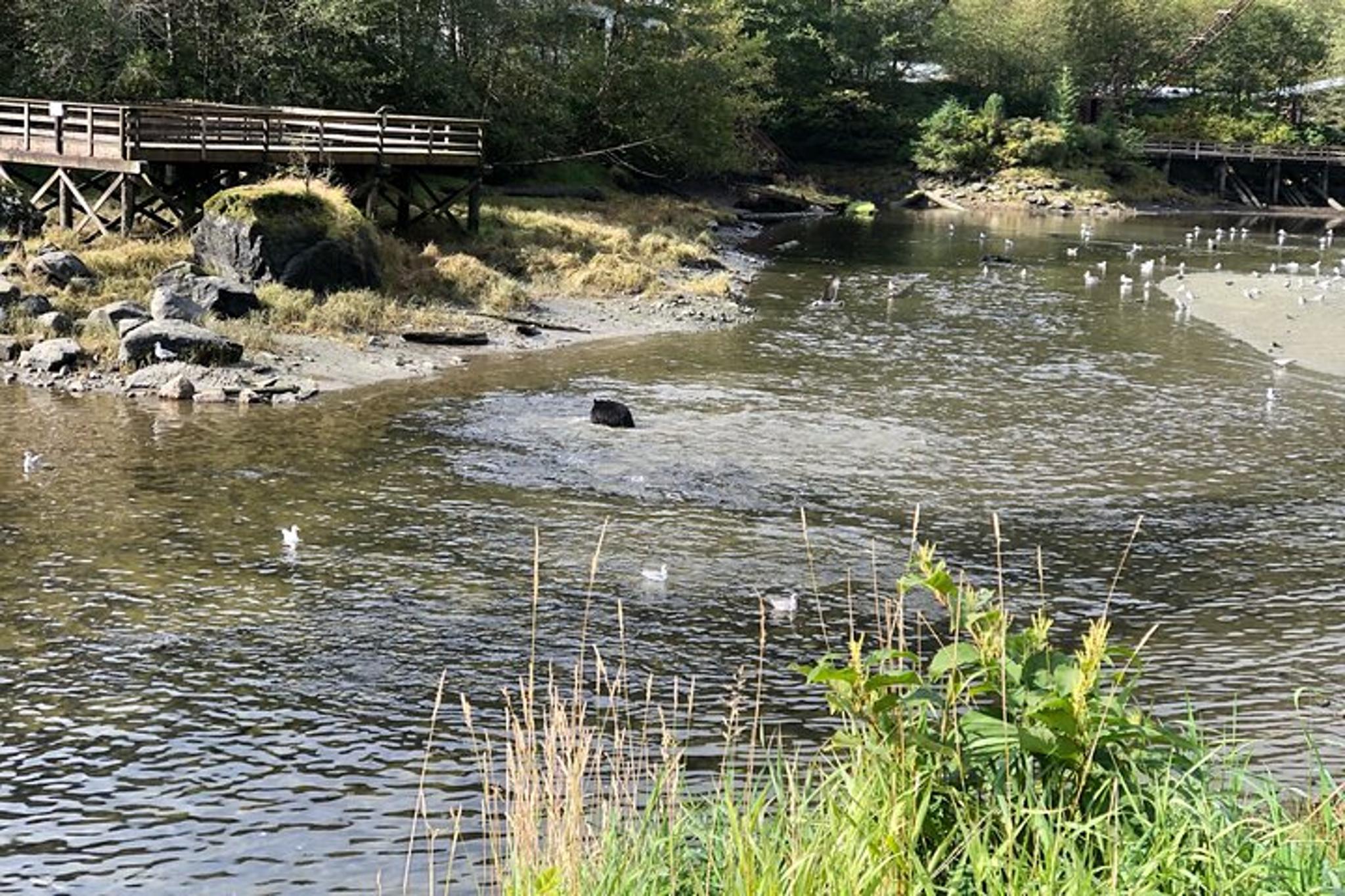 Ketchikan Tour for Up to 6 Passengers - Image 6