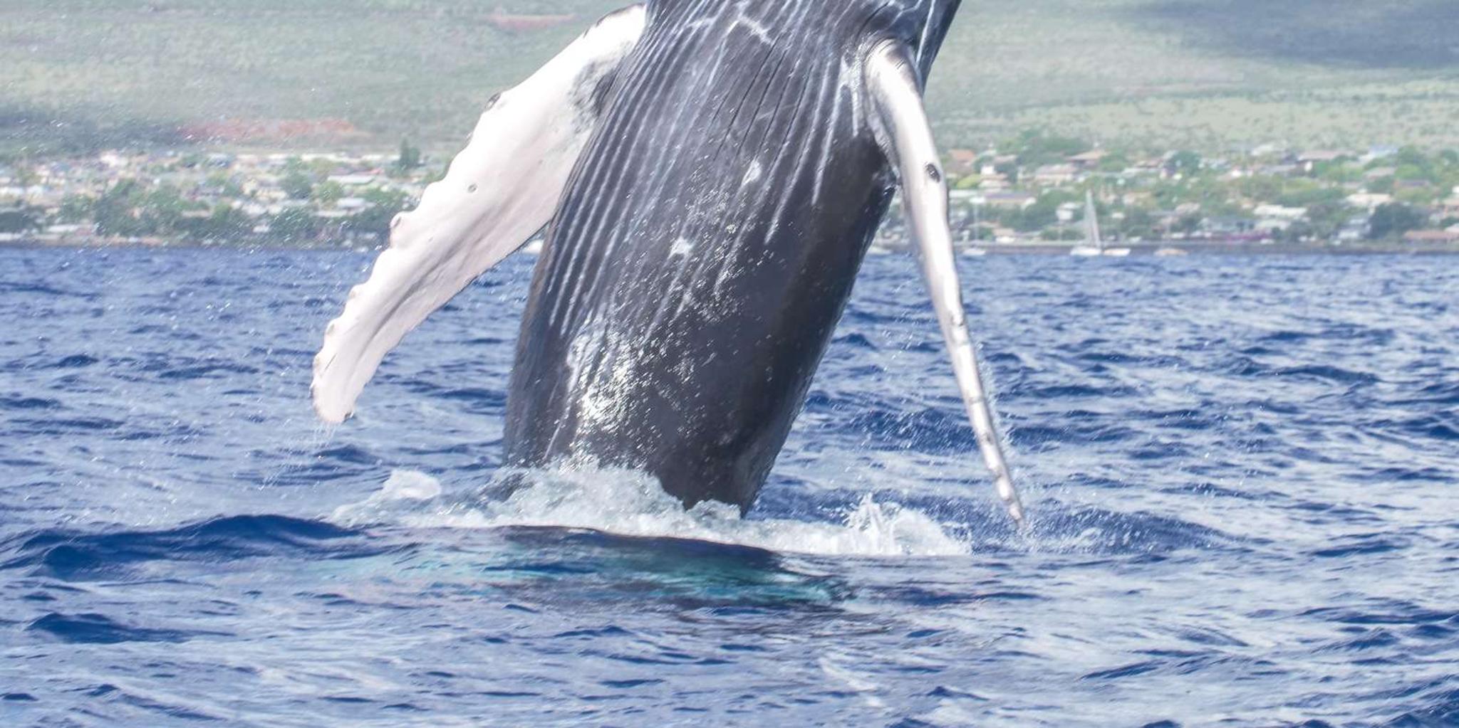 Maalaea Whale Watching Catamaran Cruise with Drinks