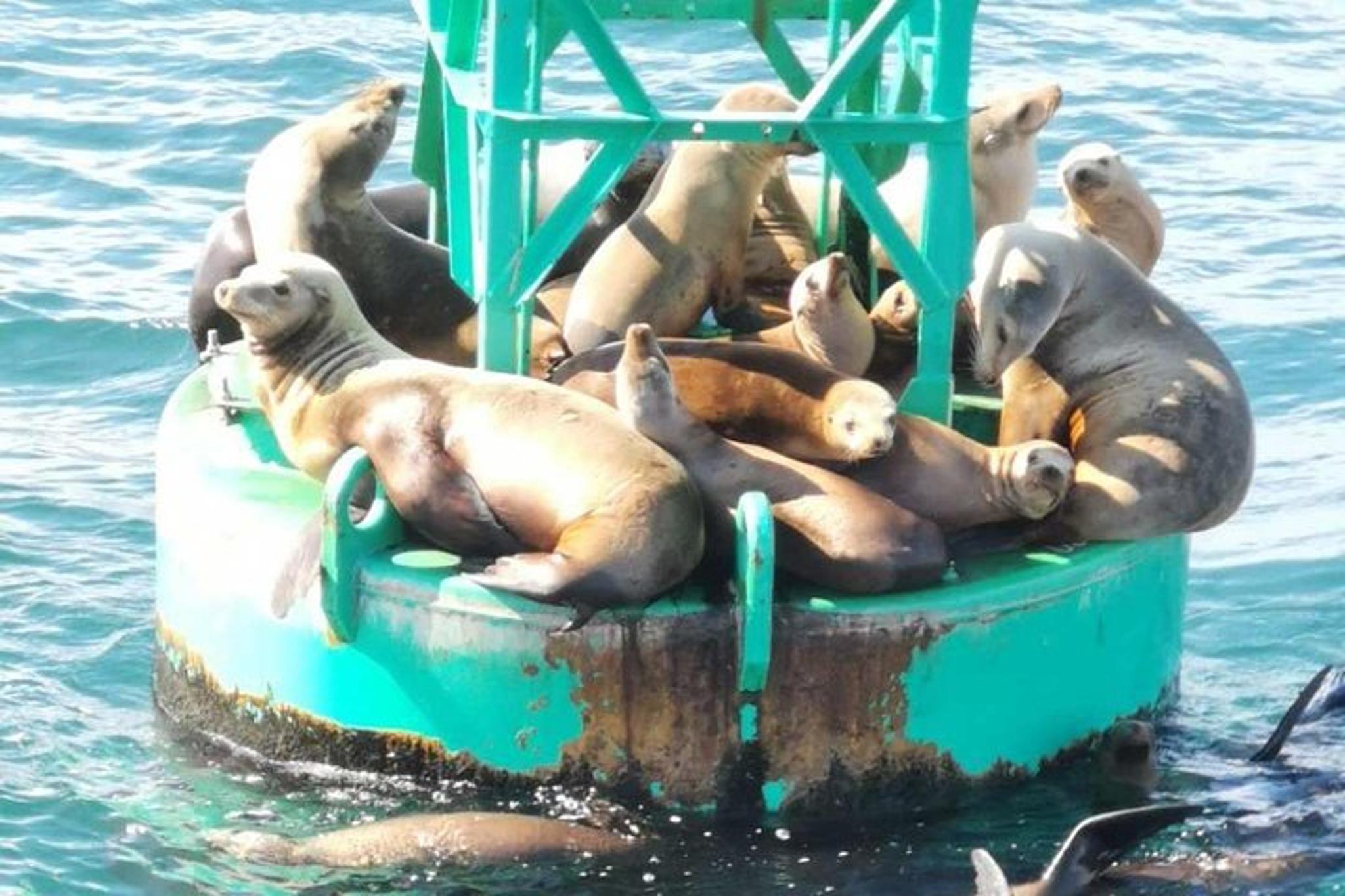 California Whale Watching and Fishing Excursion - Image 6