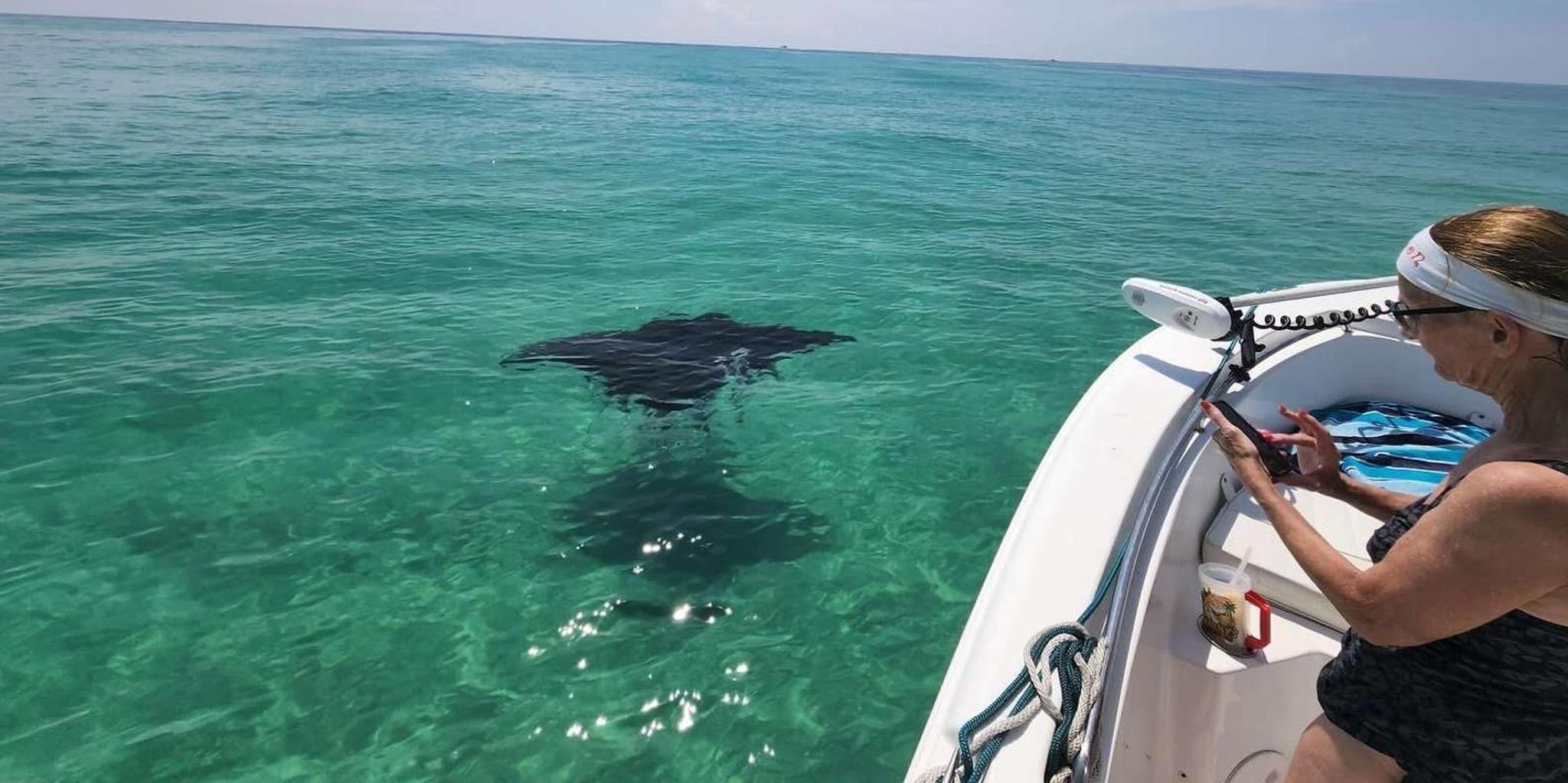 Destin Dolphin Cruise Private Morning 2 hr - Image 3