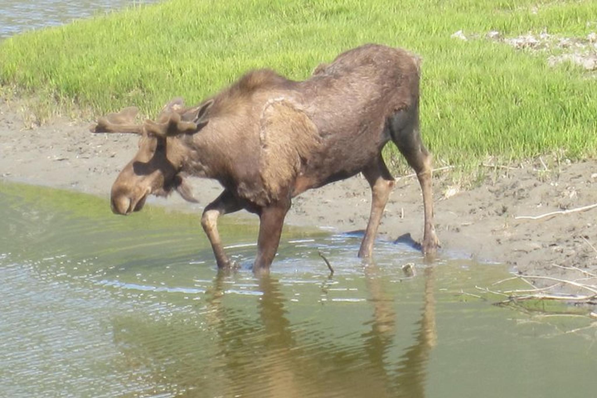 Anchorage City Tour and Portage Cruise - Image 2