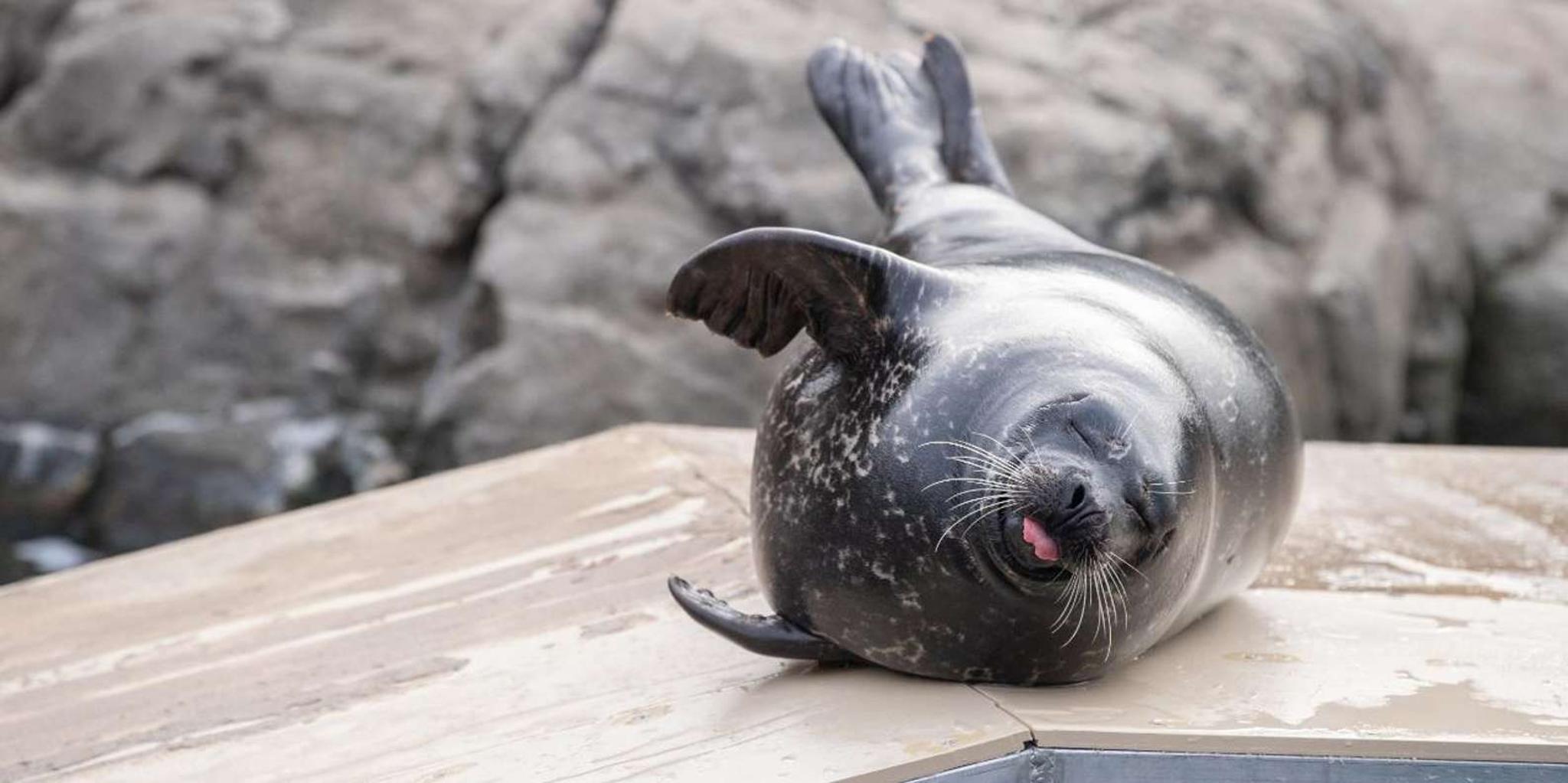 New York Aquarium Entry Ticket - Image 6