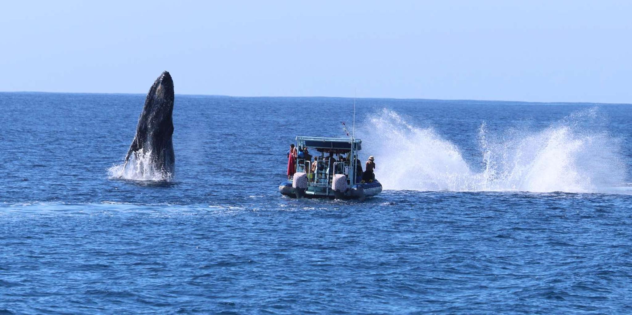 Kona Whale Watching Tour Midday 2 hr - Image 2