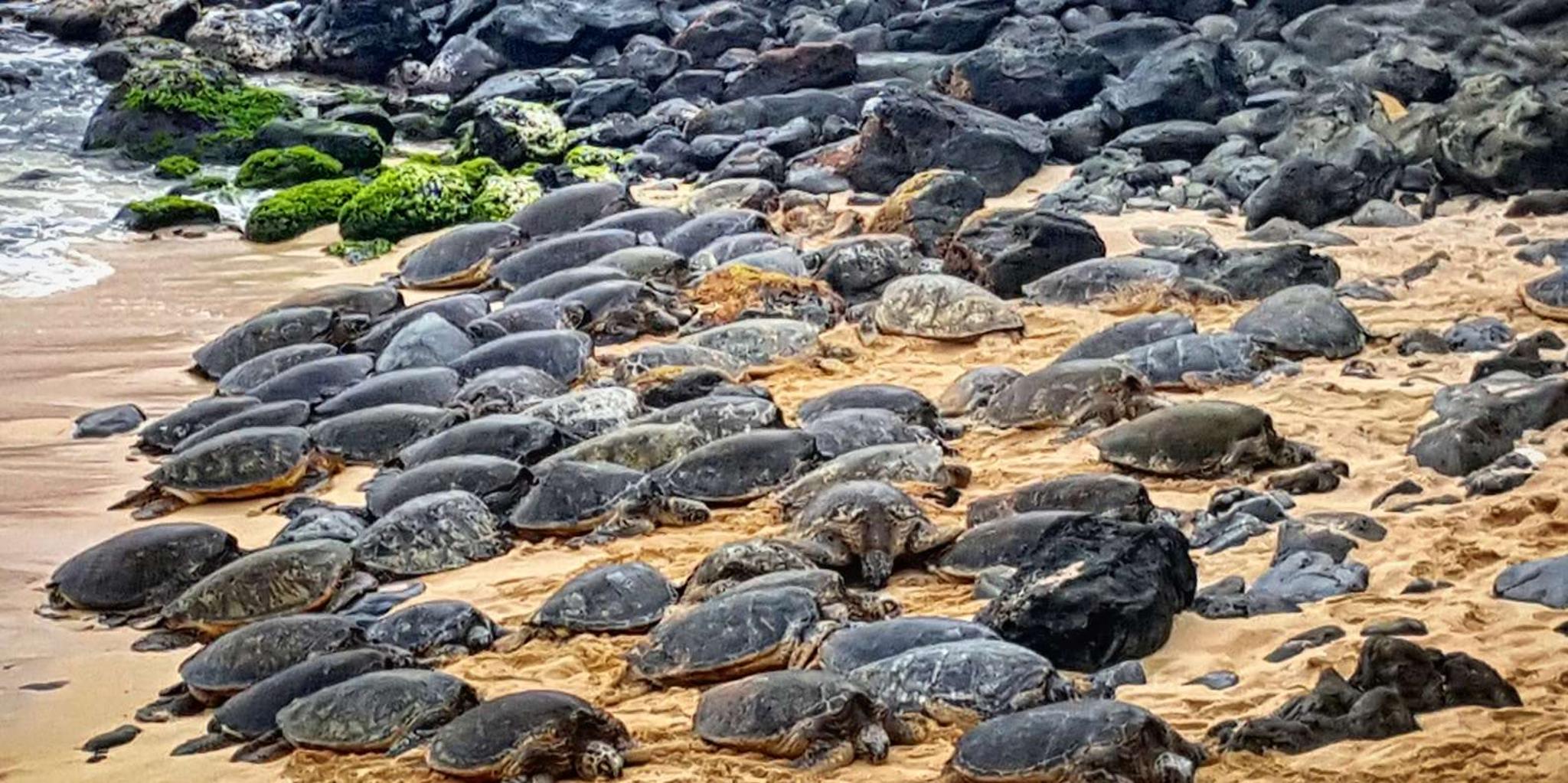 Maui Road to Hana Tour with Meals