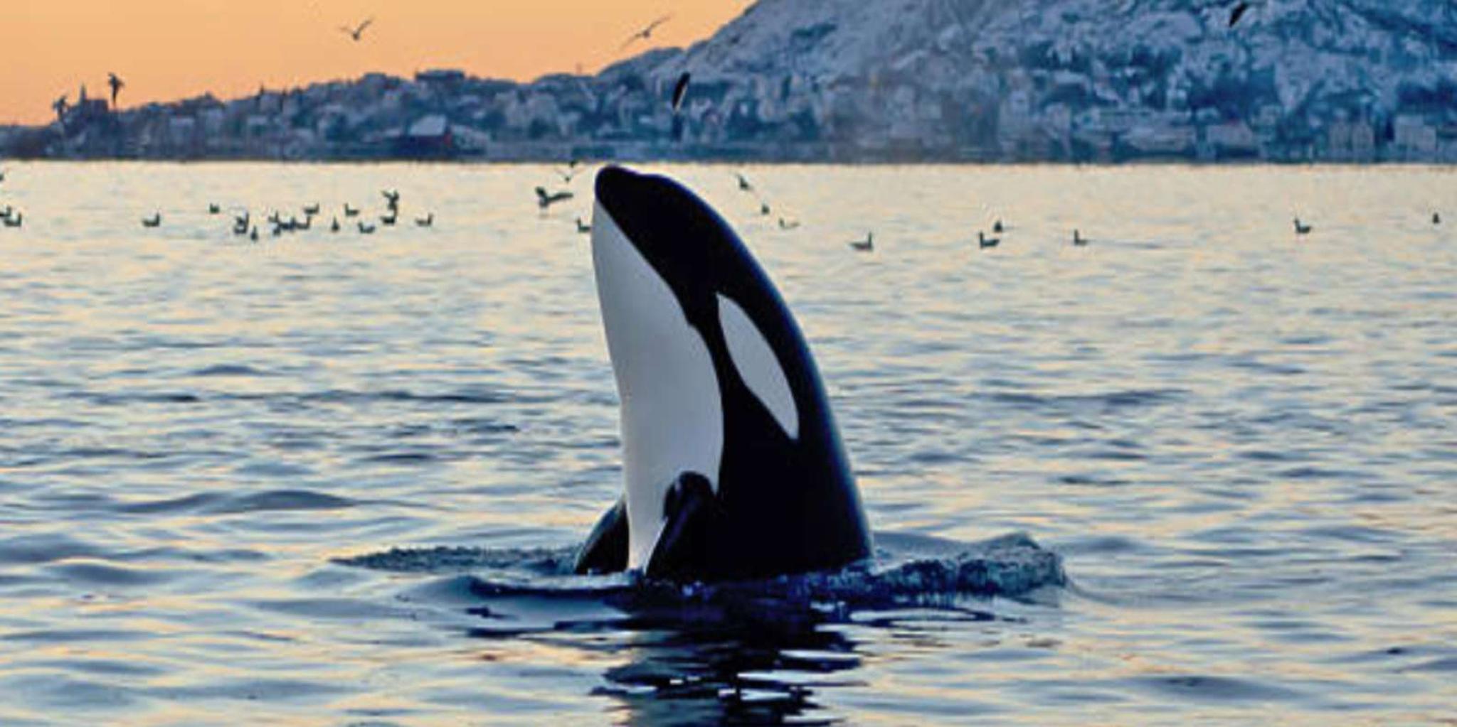 Hoonah Whale Watching Tour - Image 4