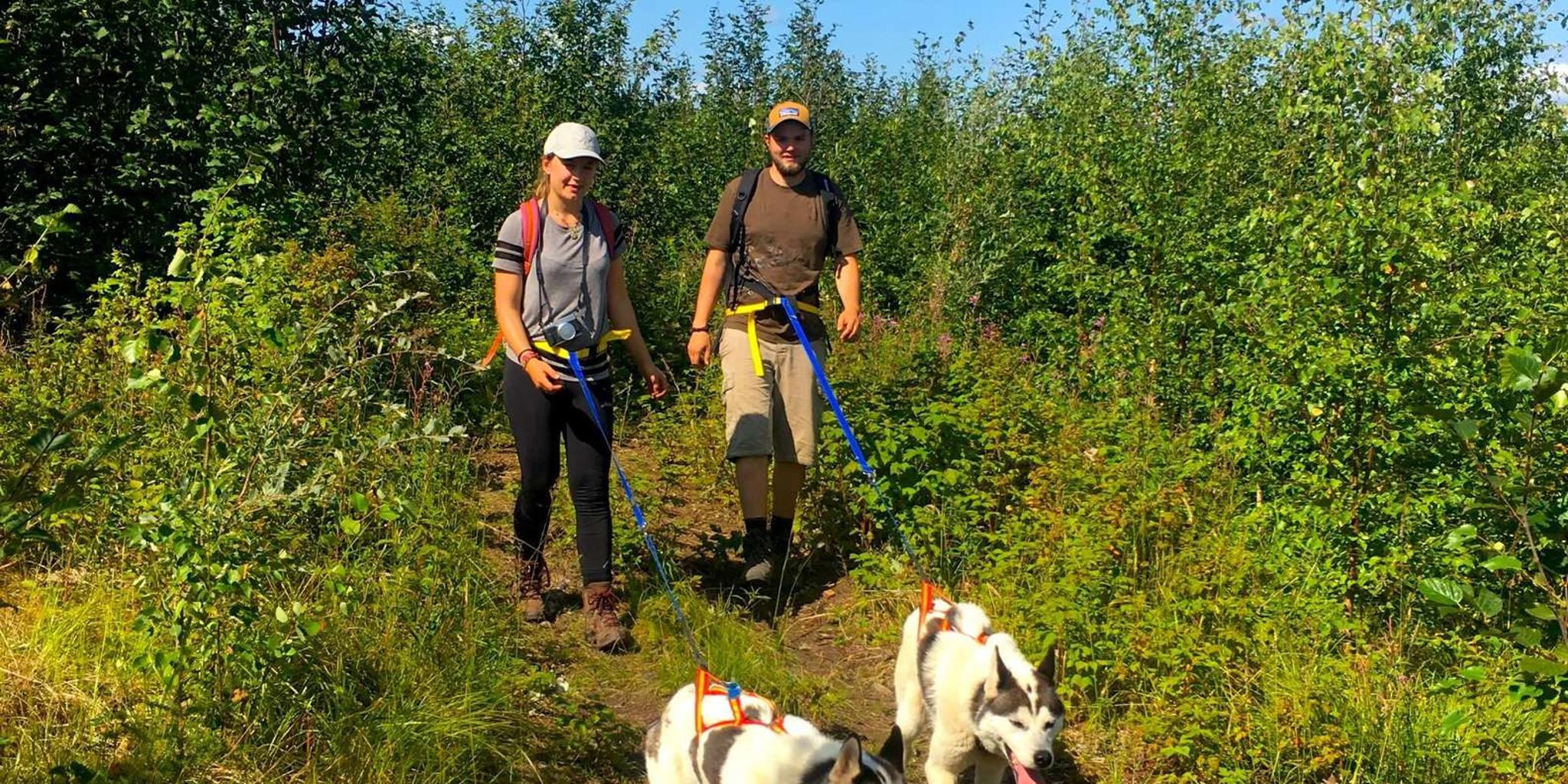 Fairbanks Husky Hiking Tour - Image 3