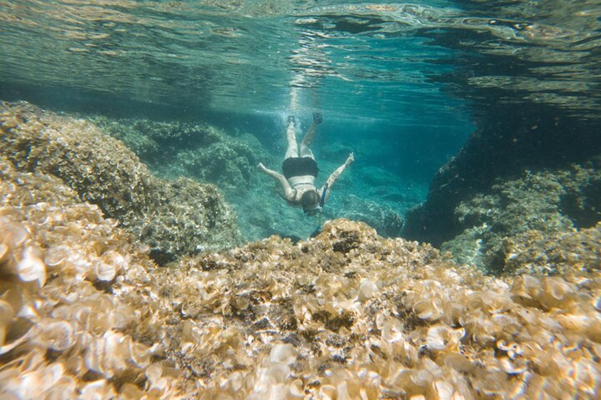 Big Island Tide Pool Hike and Jungle Adventure - Image 6