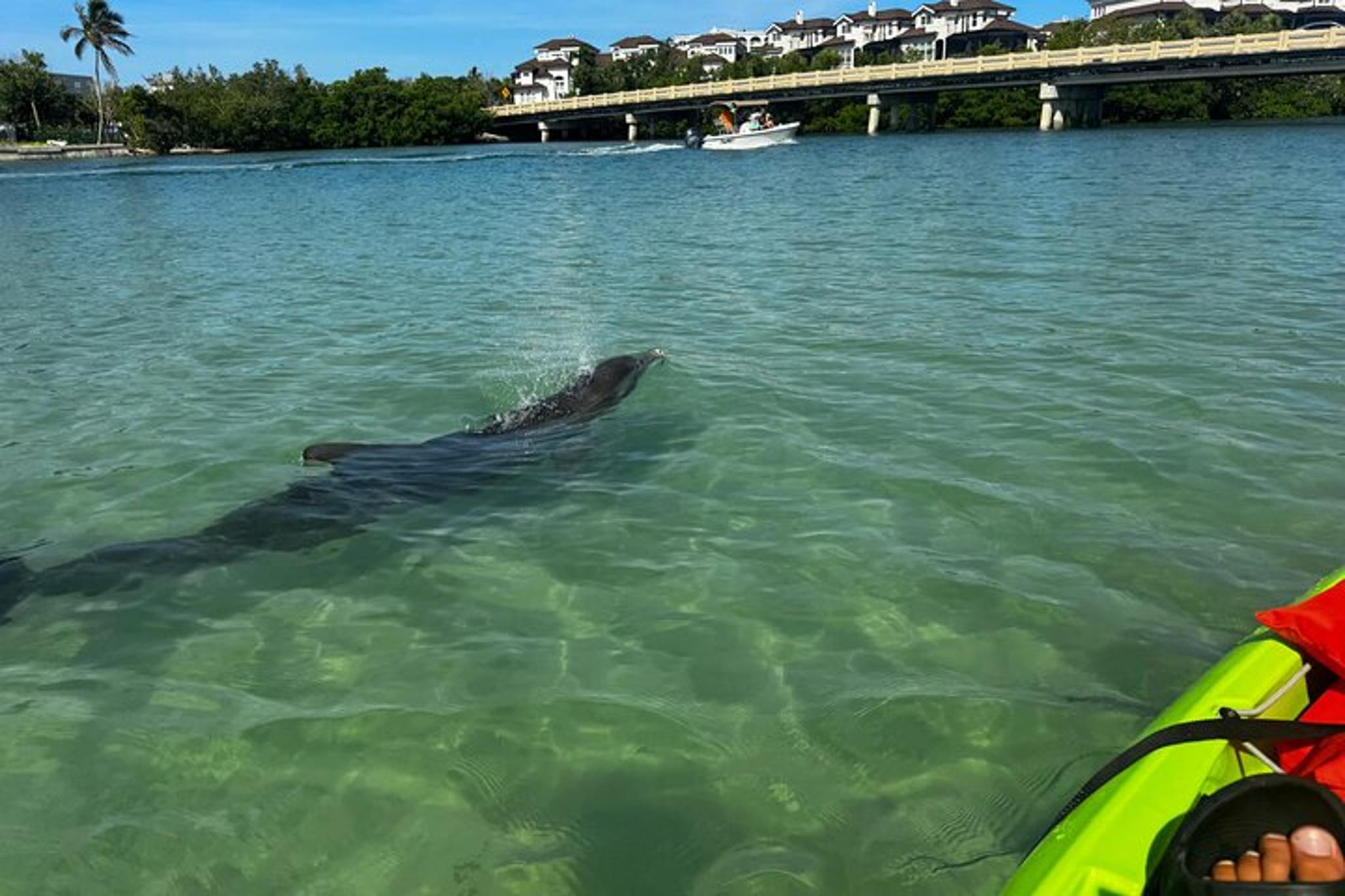 Bonita Springs Kayak EcoTour - Image 5