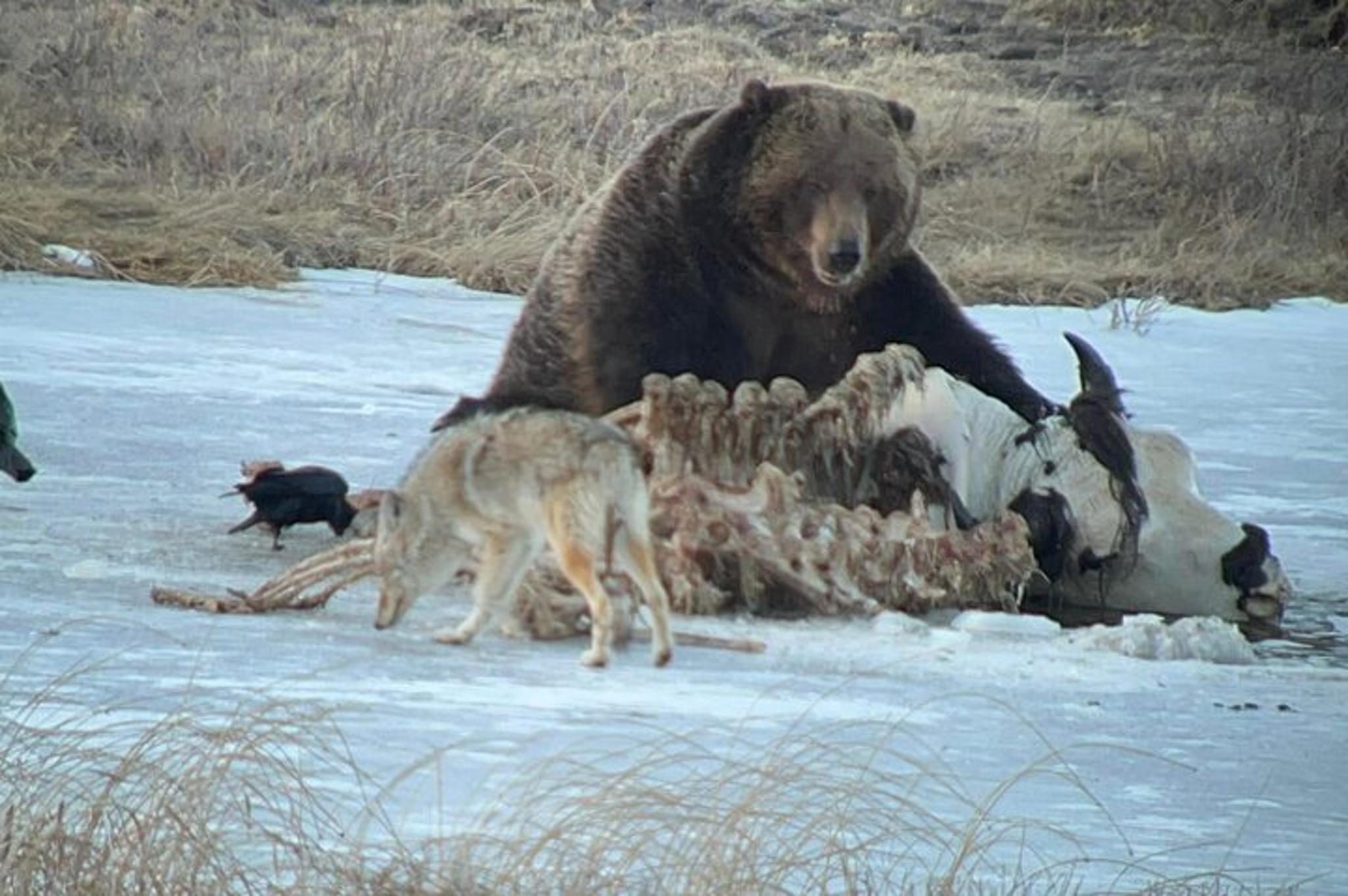 Yellowstone Winter Wildlife Safari - Image 5