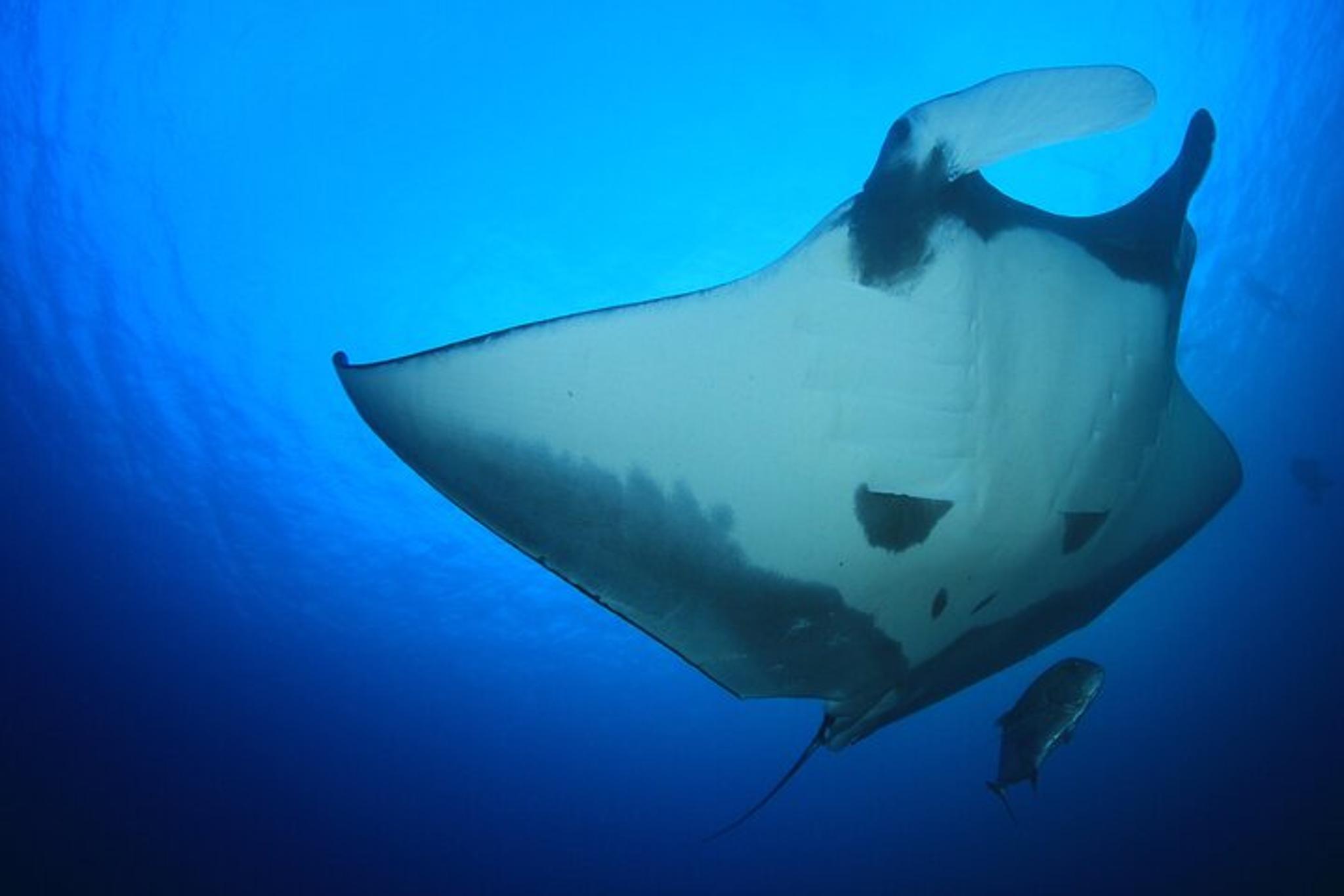 Kailua Kona Manta Ray Night Snorkel