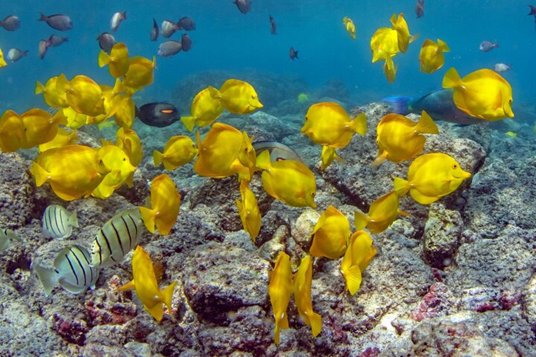 Kailua-Kona Dolphin Watching and Double Reef Snorkel - Image 6