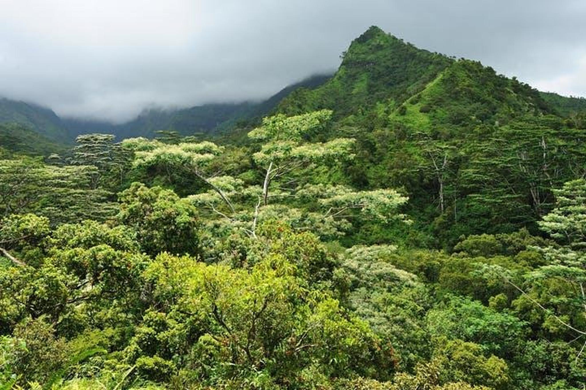 Kauai Shore Excursion to Waimea Canyon - Image 6