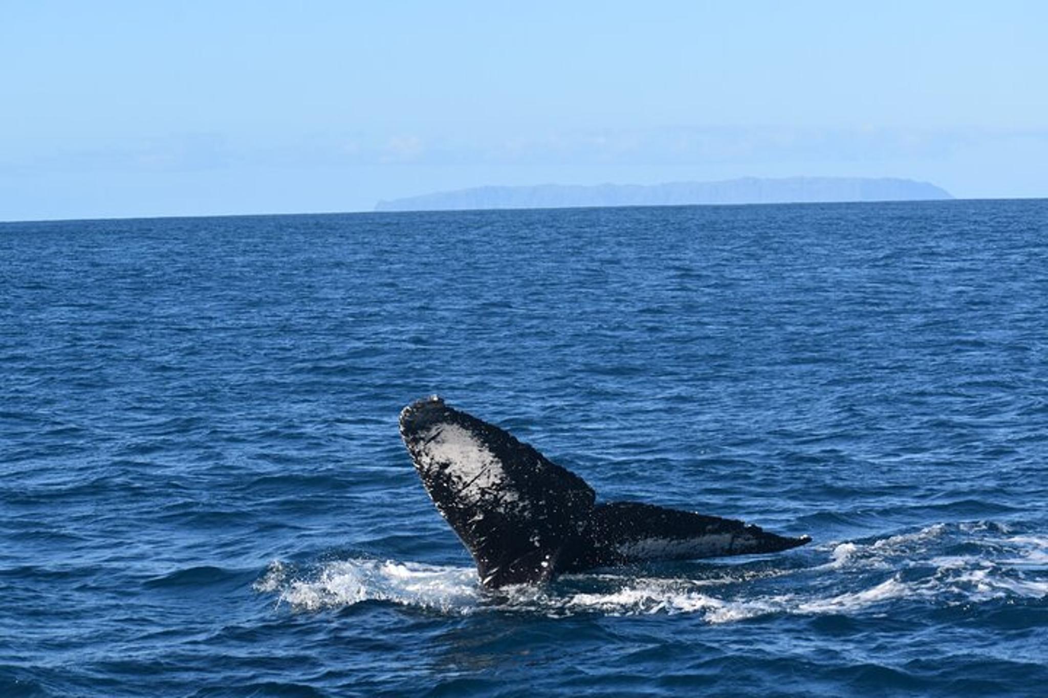Kauai Whale Watching Adventure - Image 6