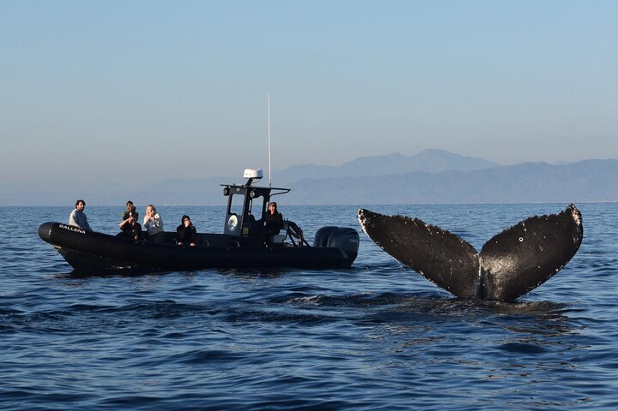 Oceanside Dolphin & Whale Watching Tour 2 hr - Image 1