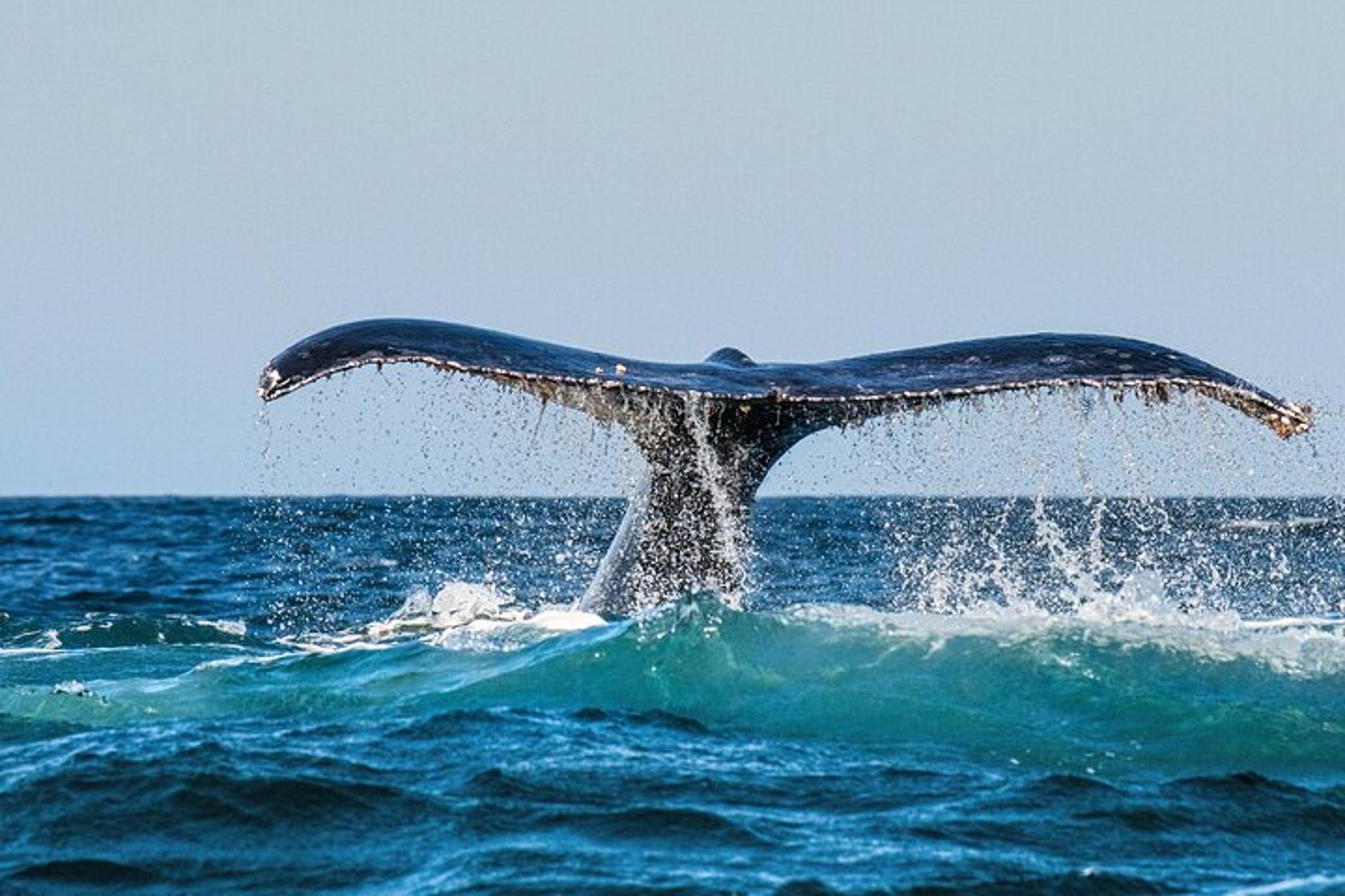 Oahu Whale and Dolphin Watch Boat Cruise - Image 2