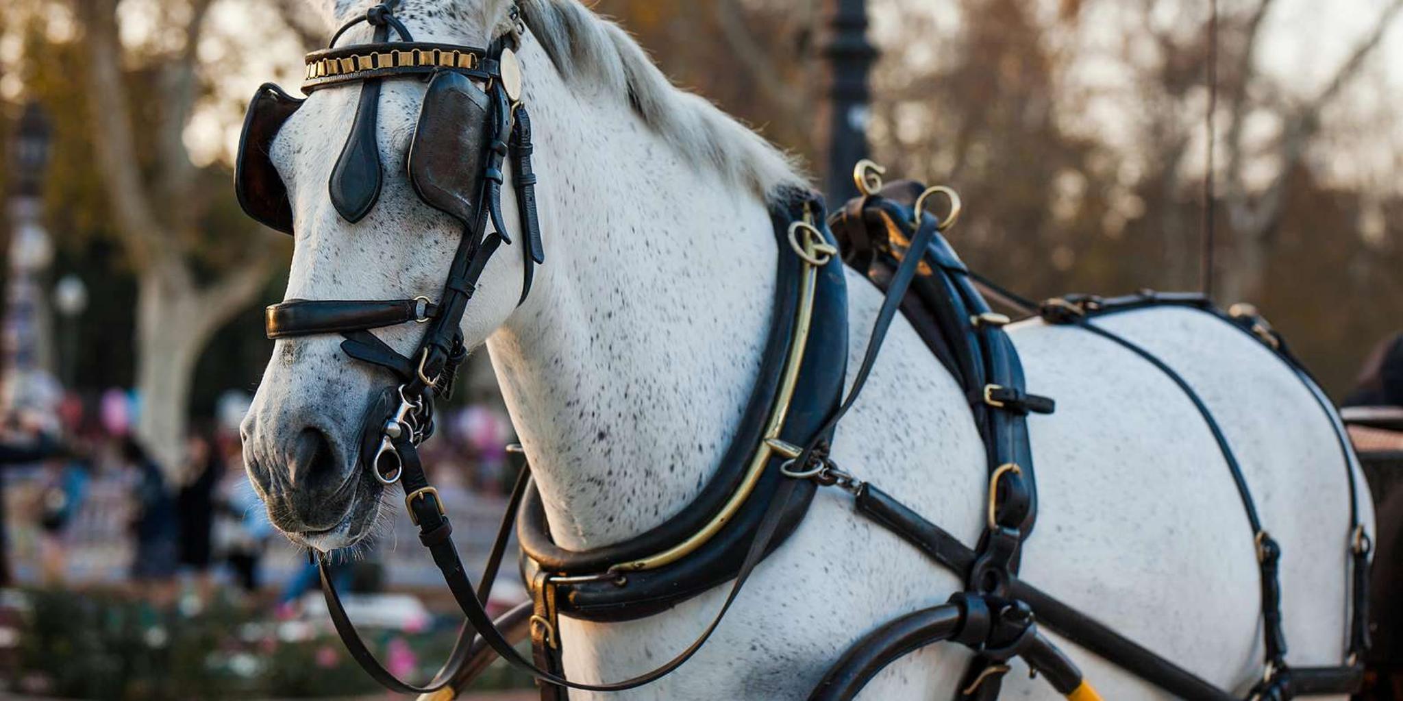 New York City Central Park Horse Carriage Ride - Image 6