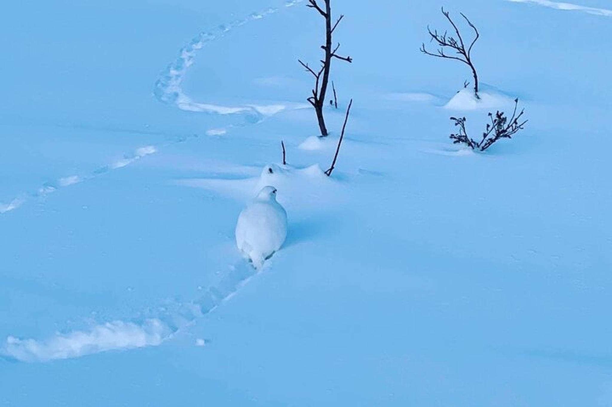 Fairbanks Castner Glacier Ice Cave Adventure - Image 3