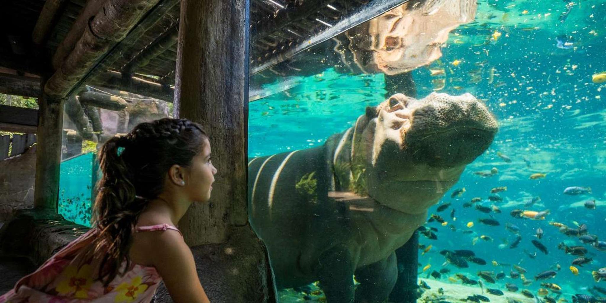 Tampa Busch Gardens Ticket & Multi-Park Options - Image 4