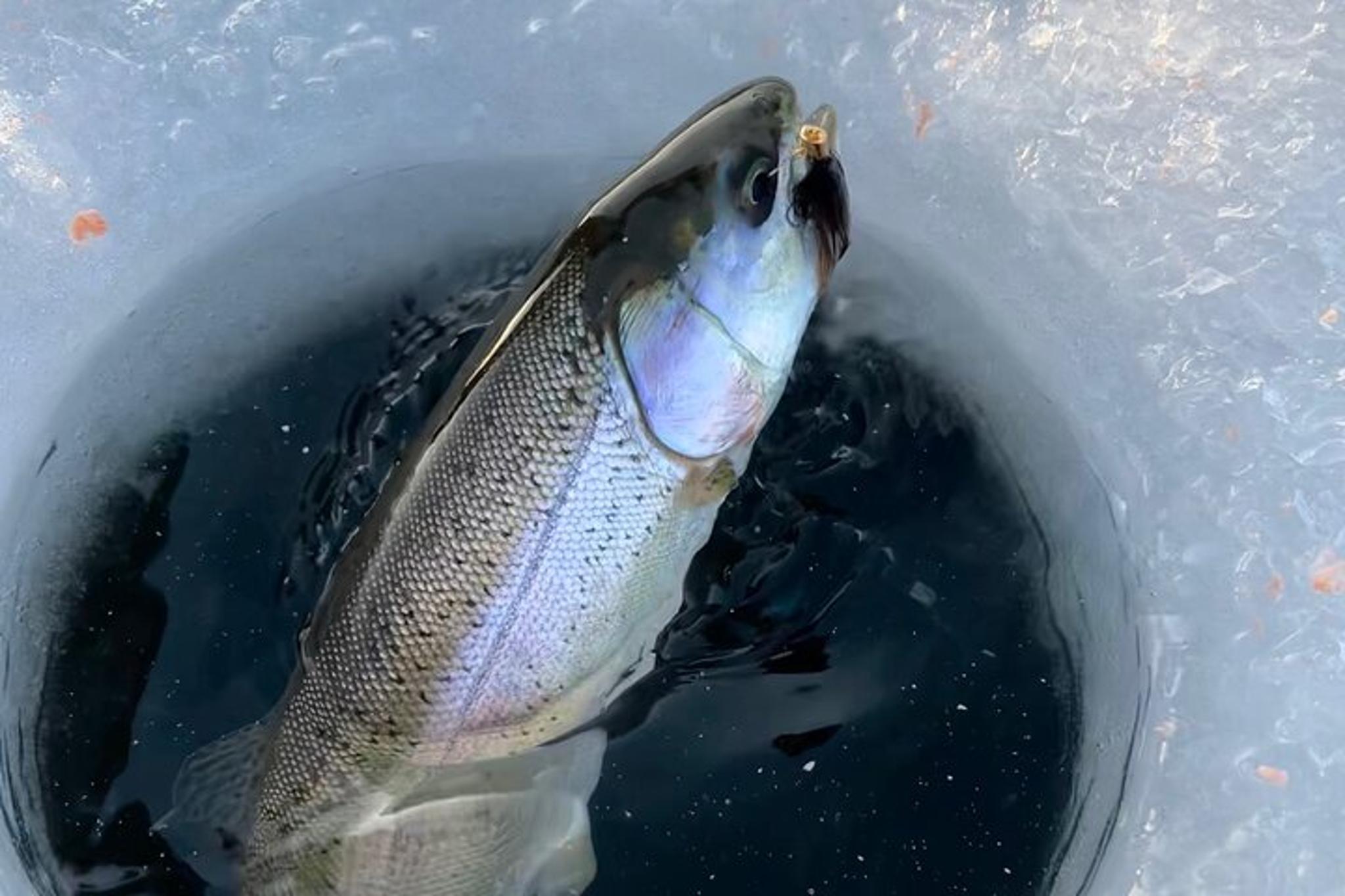 Fairbanks Ice Fishing Experience 3 hr - Image 6
