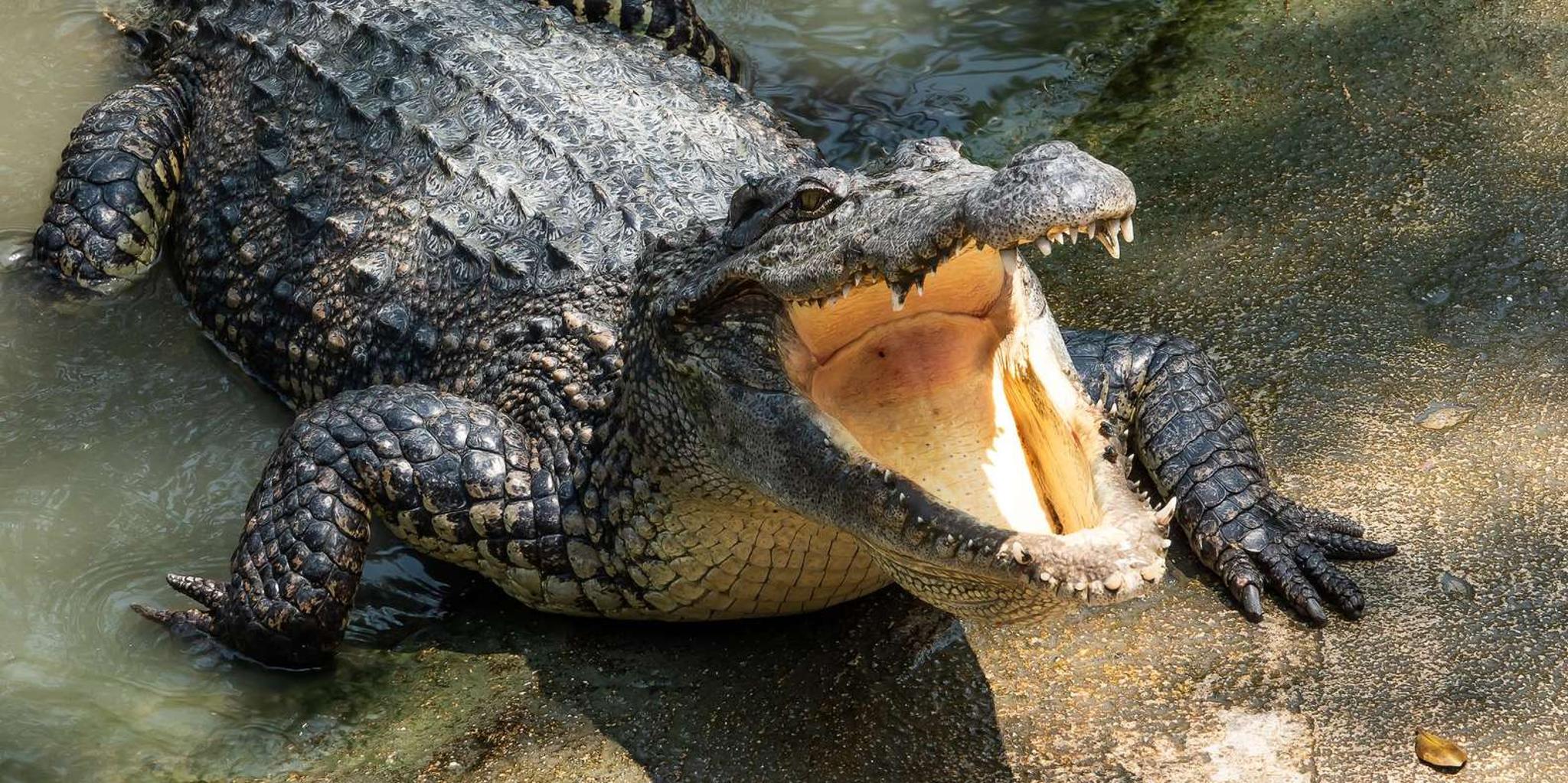 Miami Everglades Tour Half-Day - Image 4