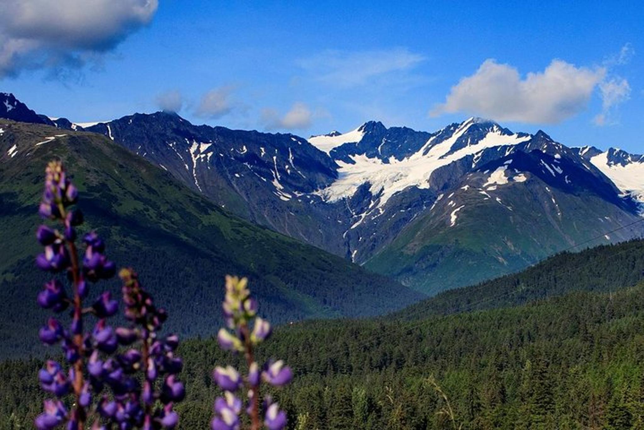 Anchorage Wildlife and Alyeska Tram Tour - Image 6