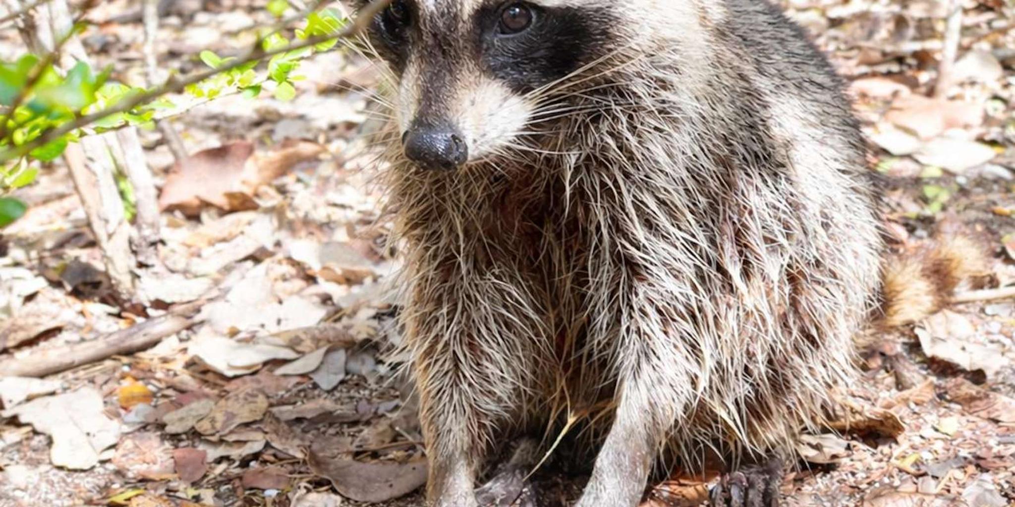 Miami Wildlife Cruise and Raccoon Island Walk - Image 1