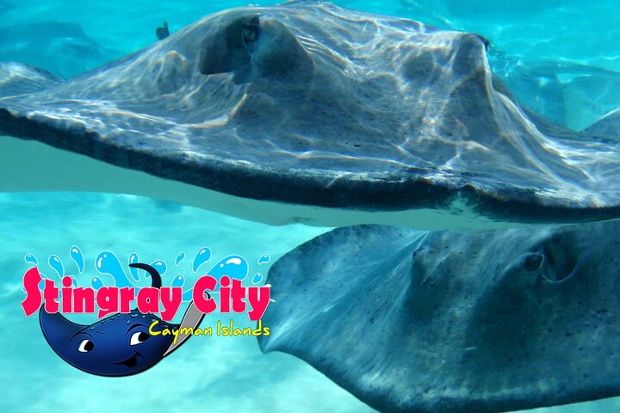 George Town Stingray City and Starfish Snorkeling Tour - Image 3