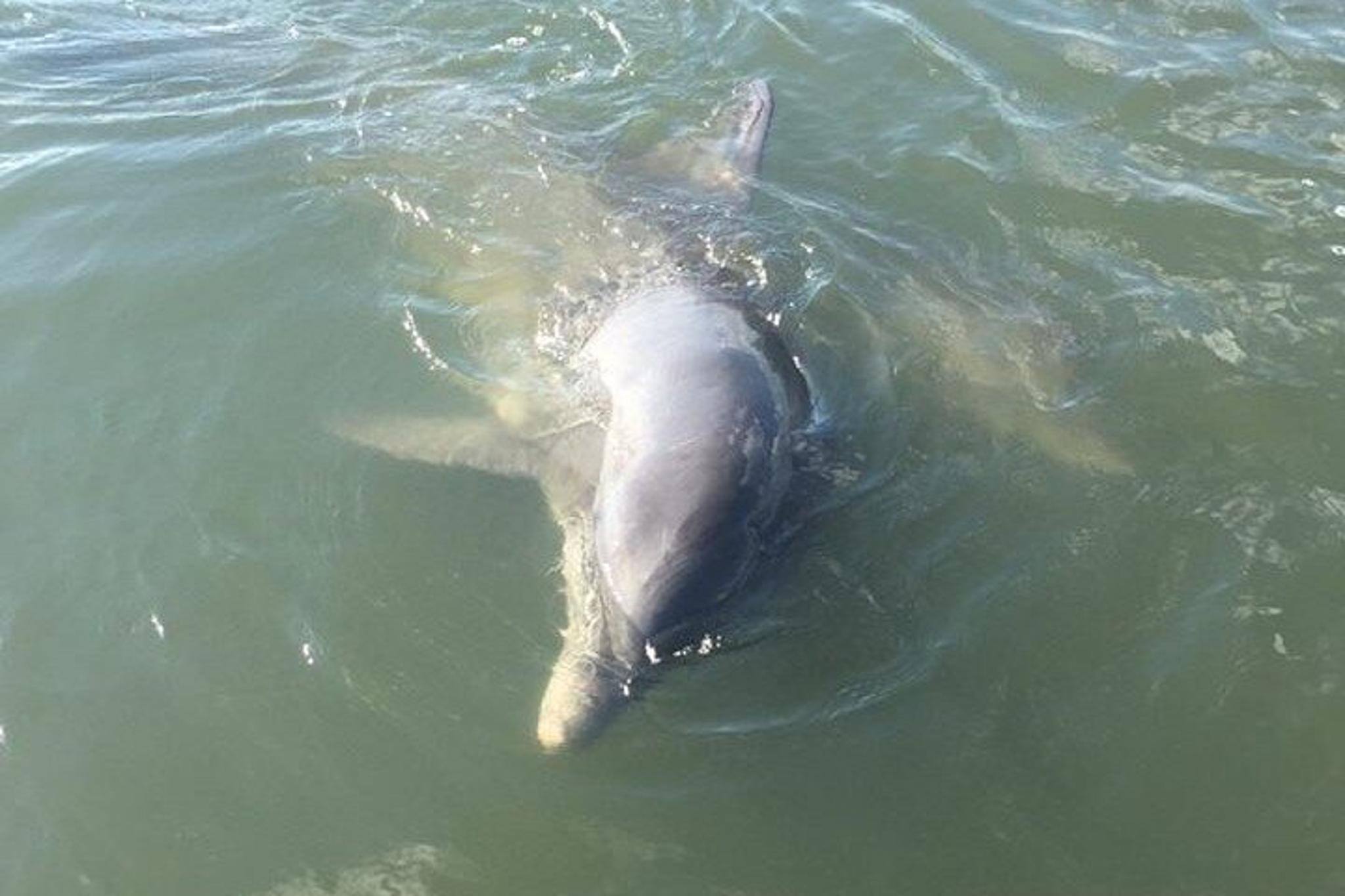 Charleston Dolphin and Eco Boat Tour