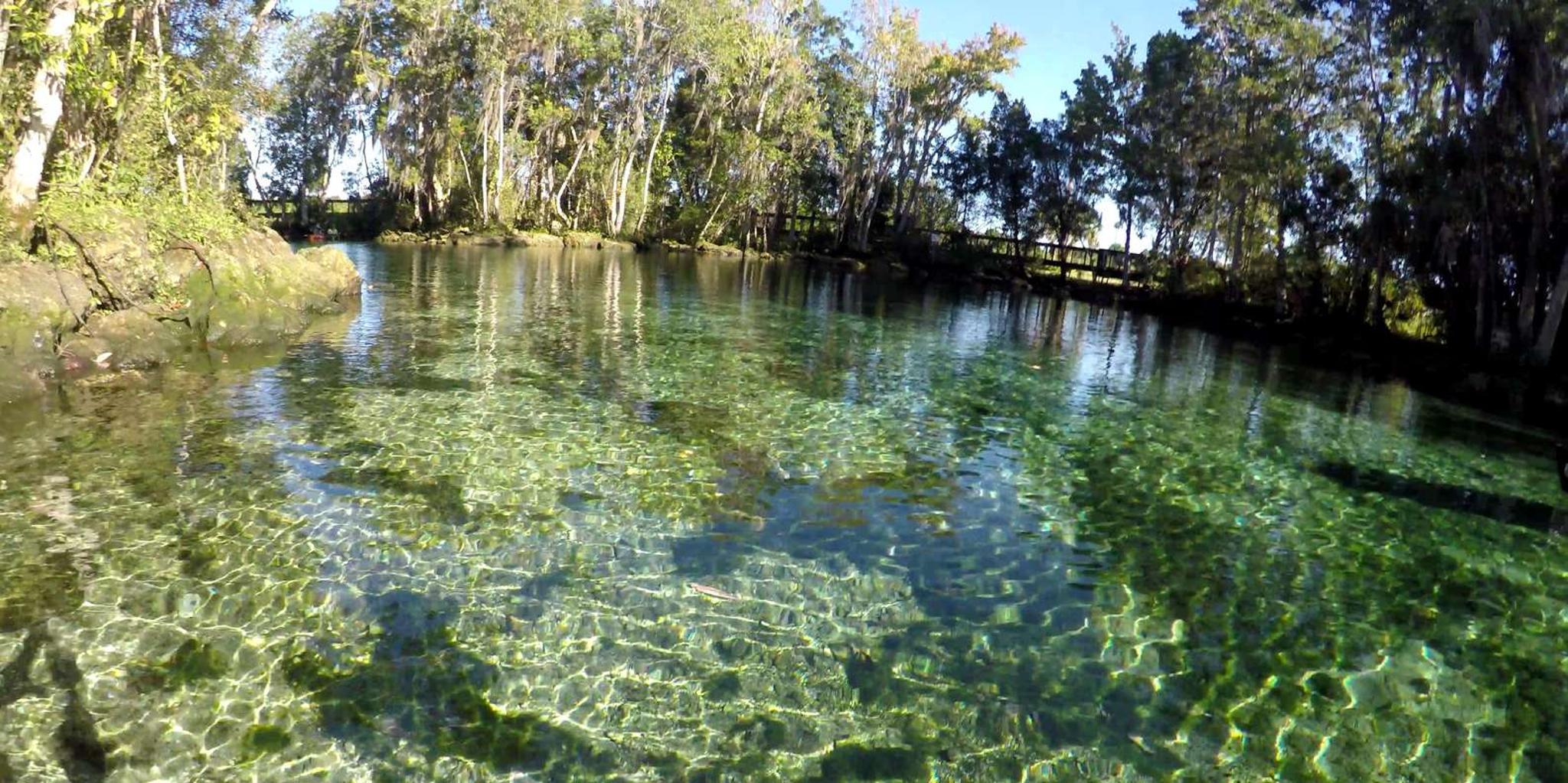 Crystal River Kayak and Swim Tour at Three Sisters Springs - Image 3