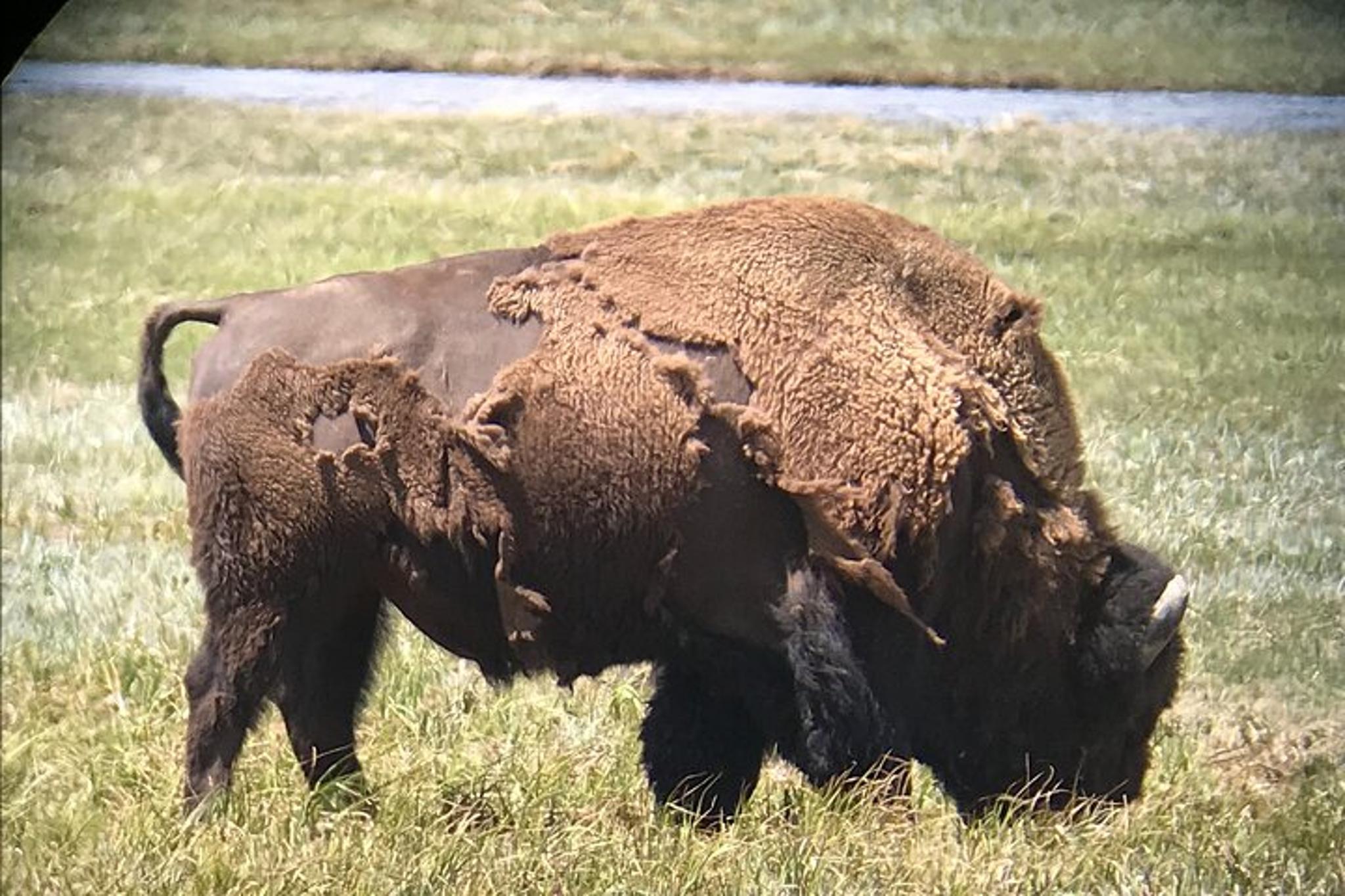 Yellowstone Private Tour with Picnic and Binoculars - Image 3