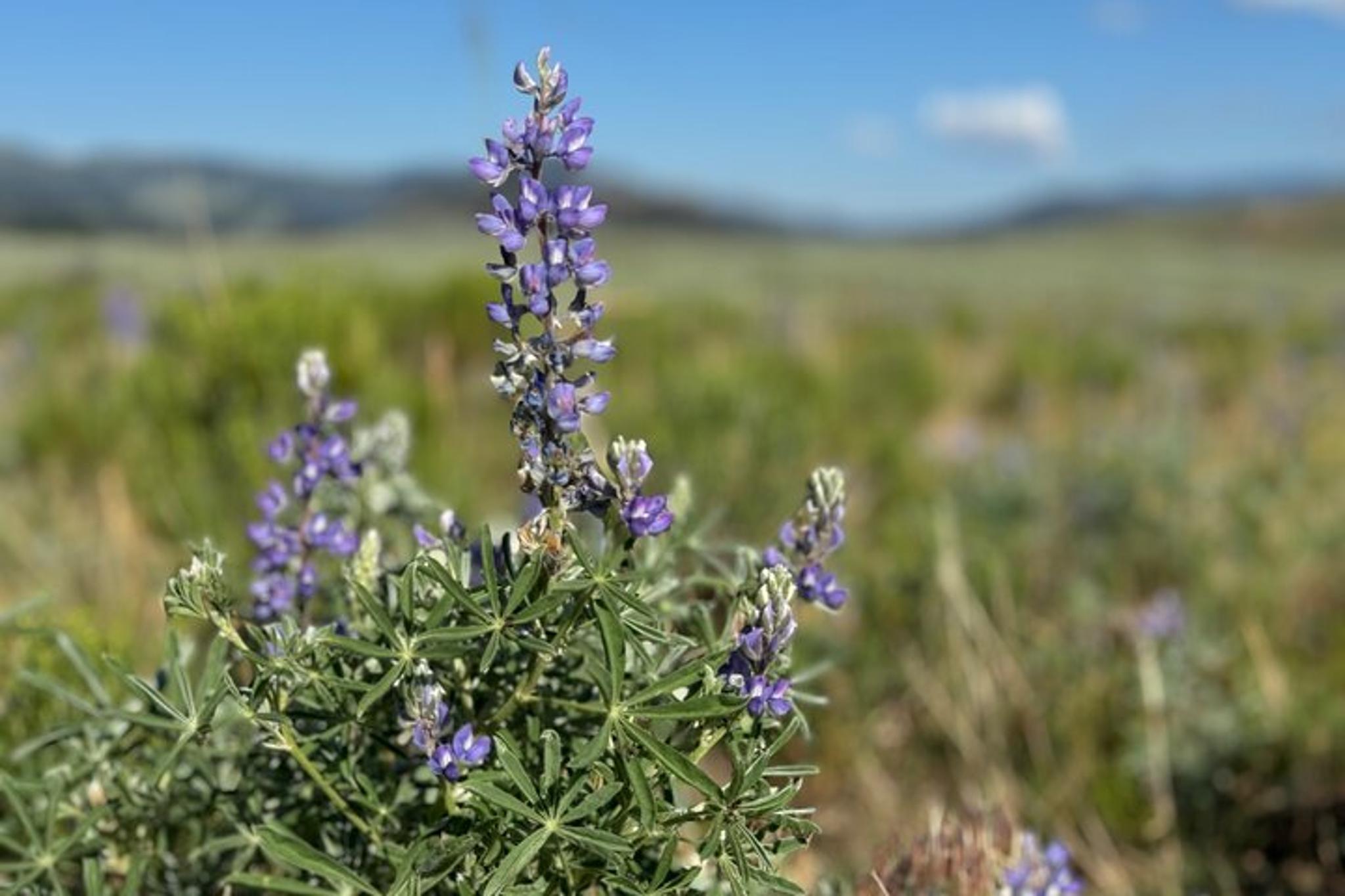 West Yellowstone Hiking Tour with Lunch - Image 6