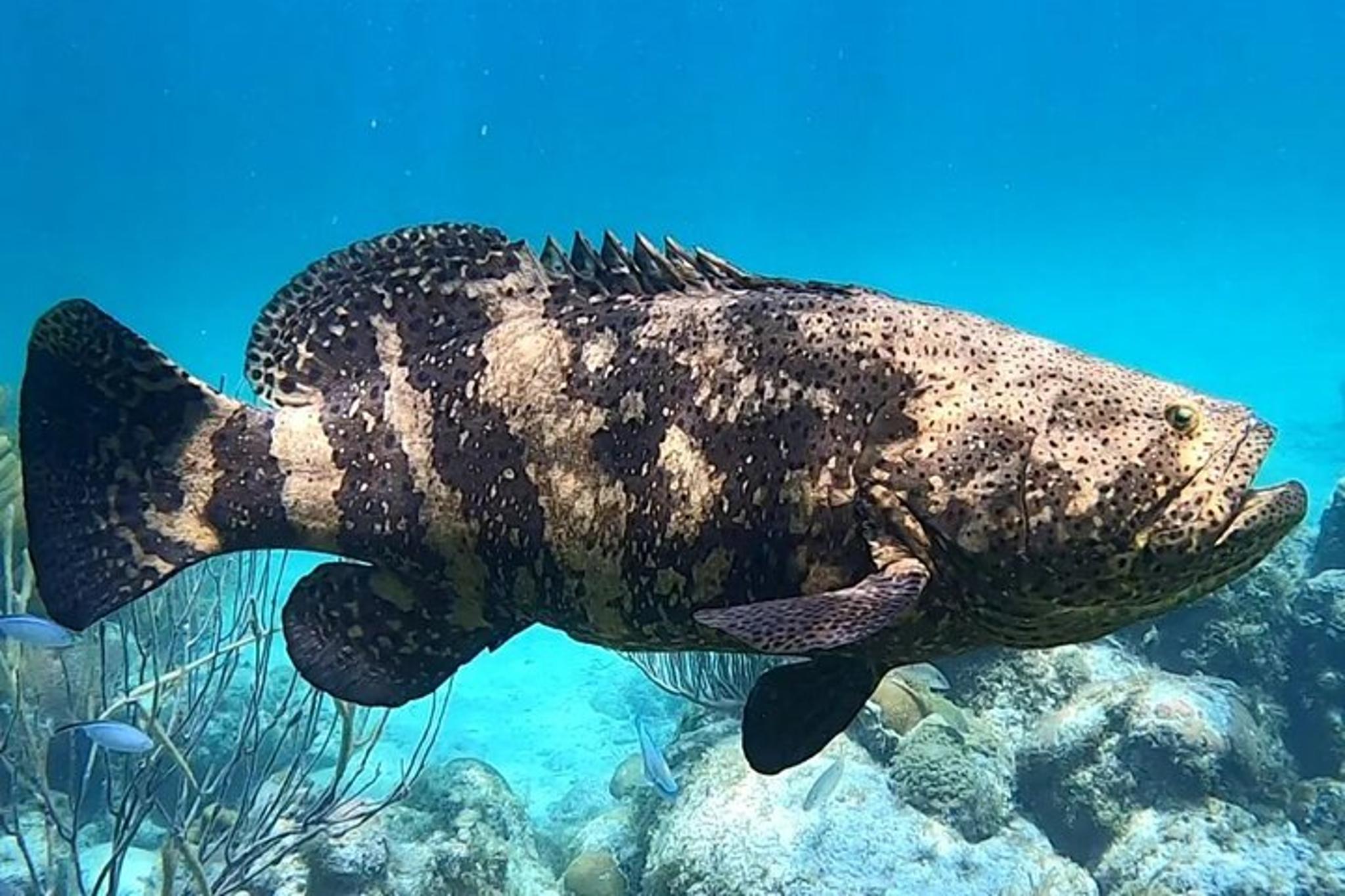 Islamorada Snorkel and Sandbar Combo - Image 3