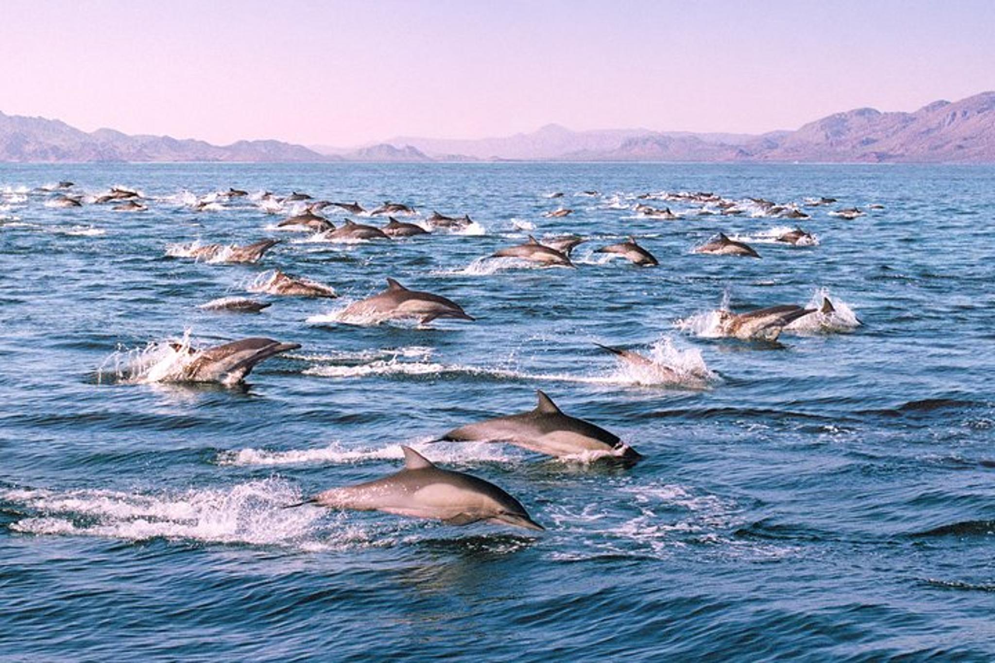 Monterey Bay Whale Watching Tour - Image 5