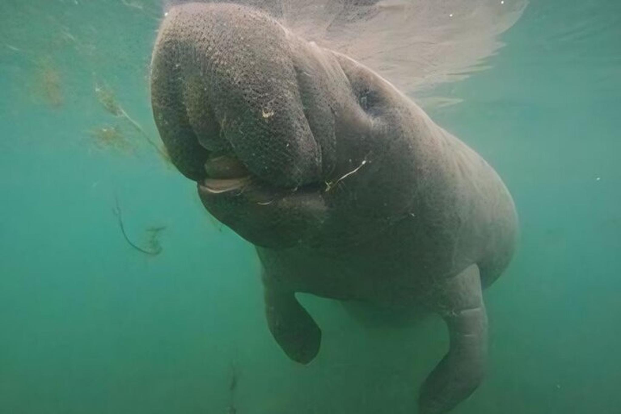 Crystal River Manatee Swim with Heated Boat - Image 5