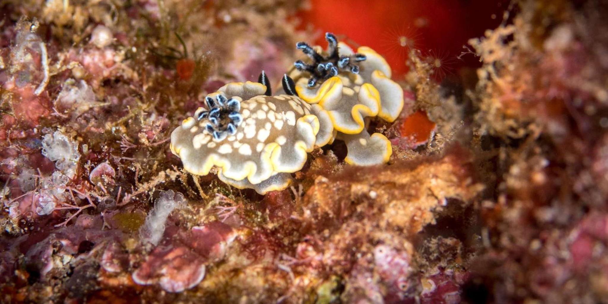 Kauai Shore Diving at Koloa Landing - Image 6