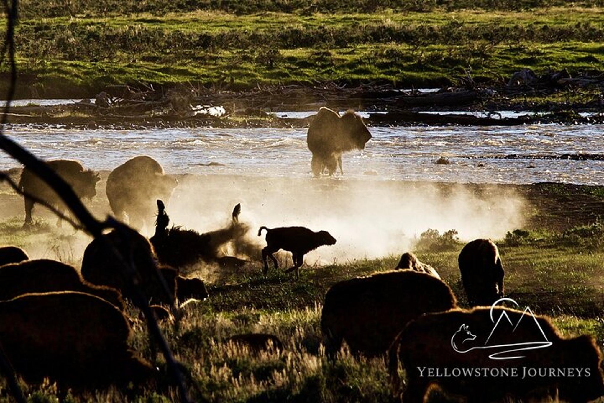 Gardiner Yellowstone Journey - Image 4