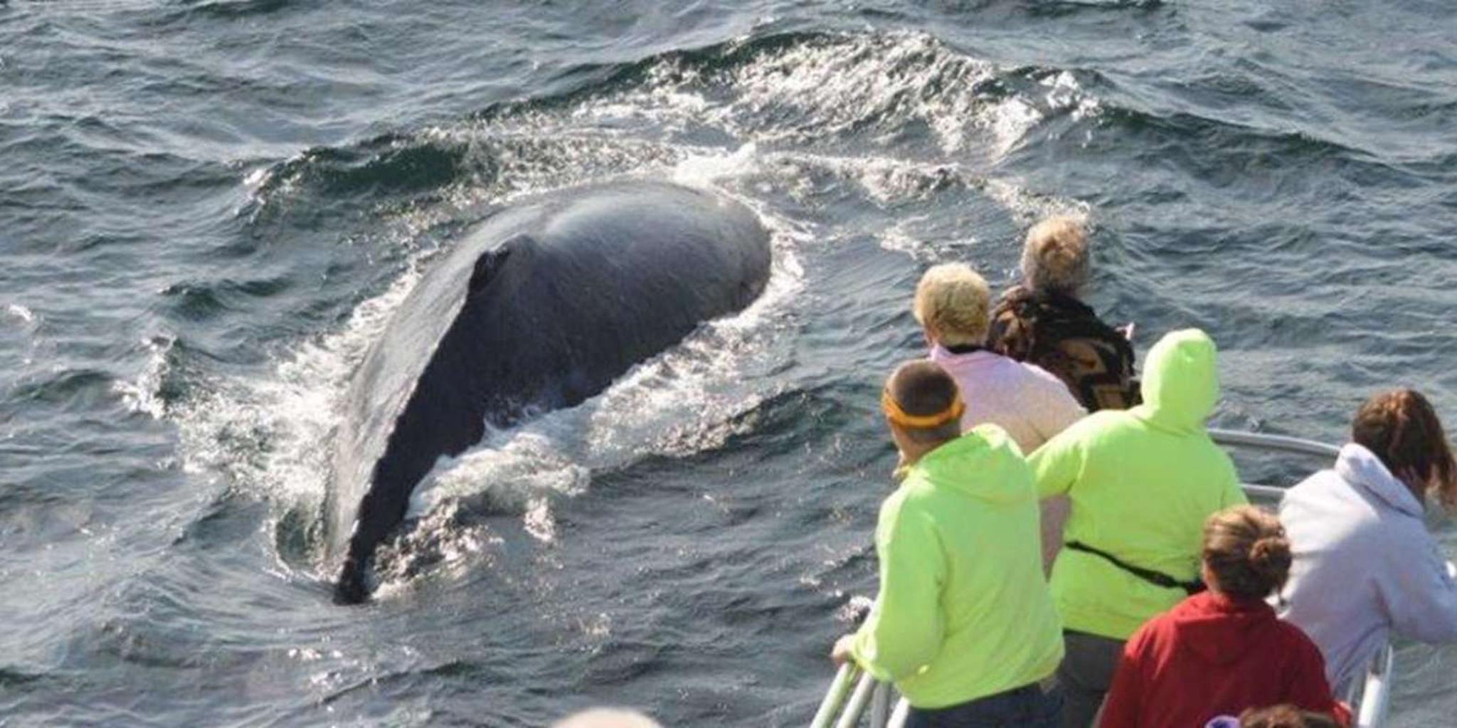 Plymouth Whale Watching Cruise - Image 2