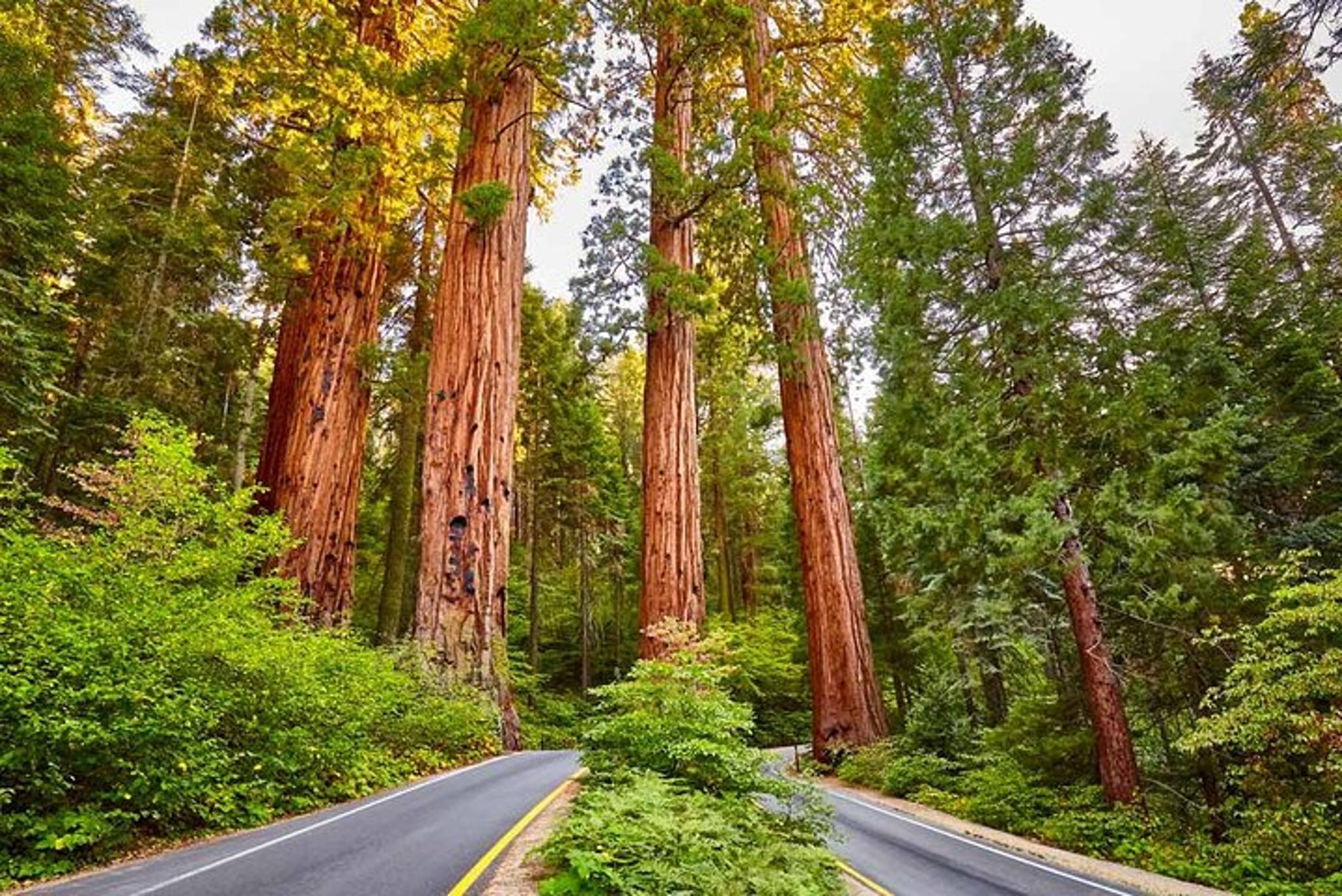 Sequoia National Park Giant Sequoia Private Tour