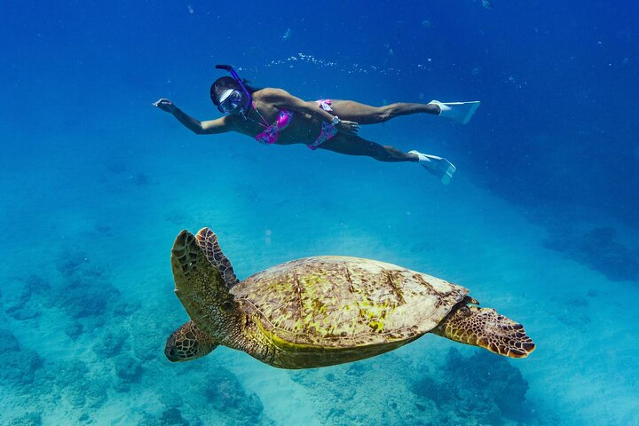 Waikiki Snorkeling Tour with Sea Turtles 2.5 hr - Image 2