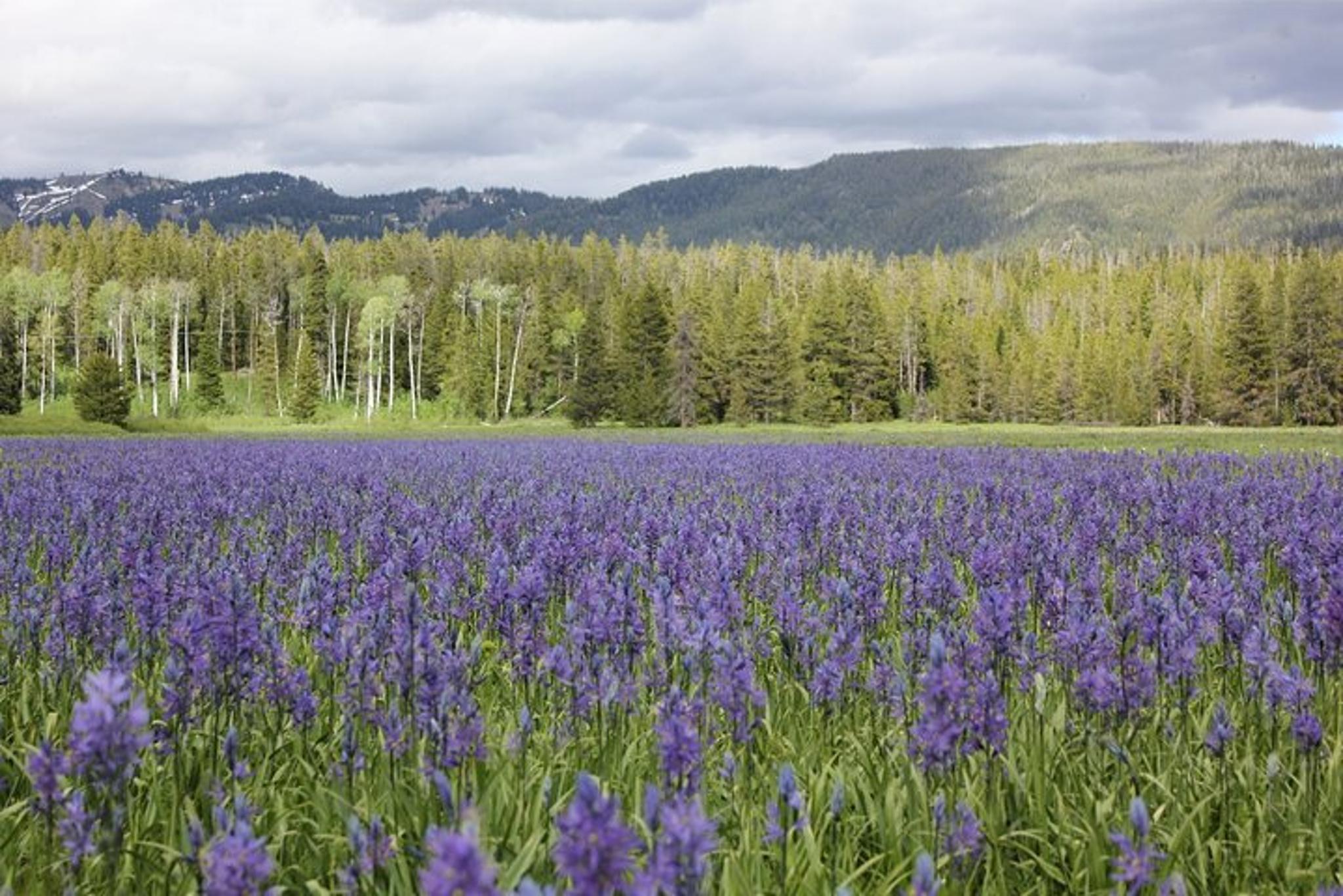 Grand Teton and Yellowstone Lower Loop Private Tour - Image 3