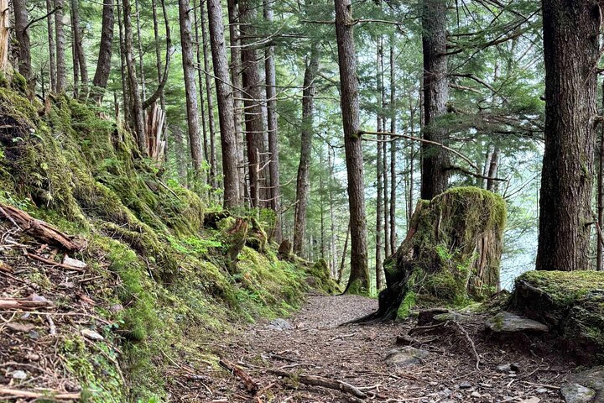 Ketchikan Rainforest Hike Connell Lake 3.5 hr - Image 2